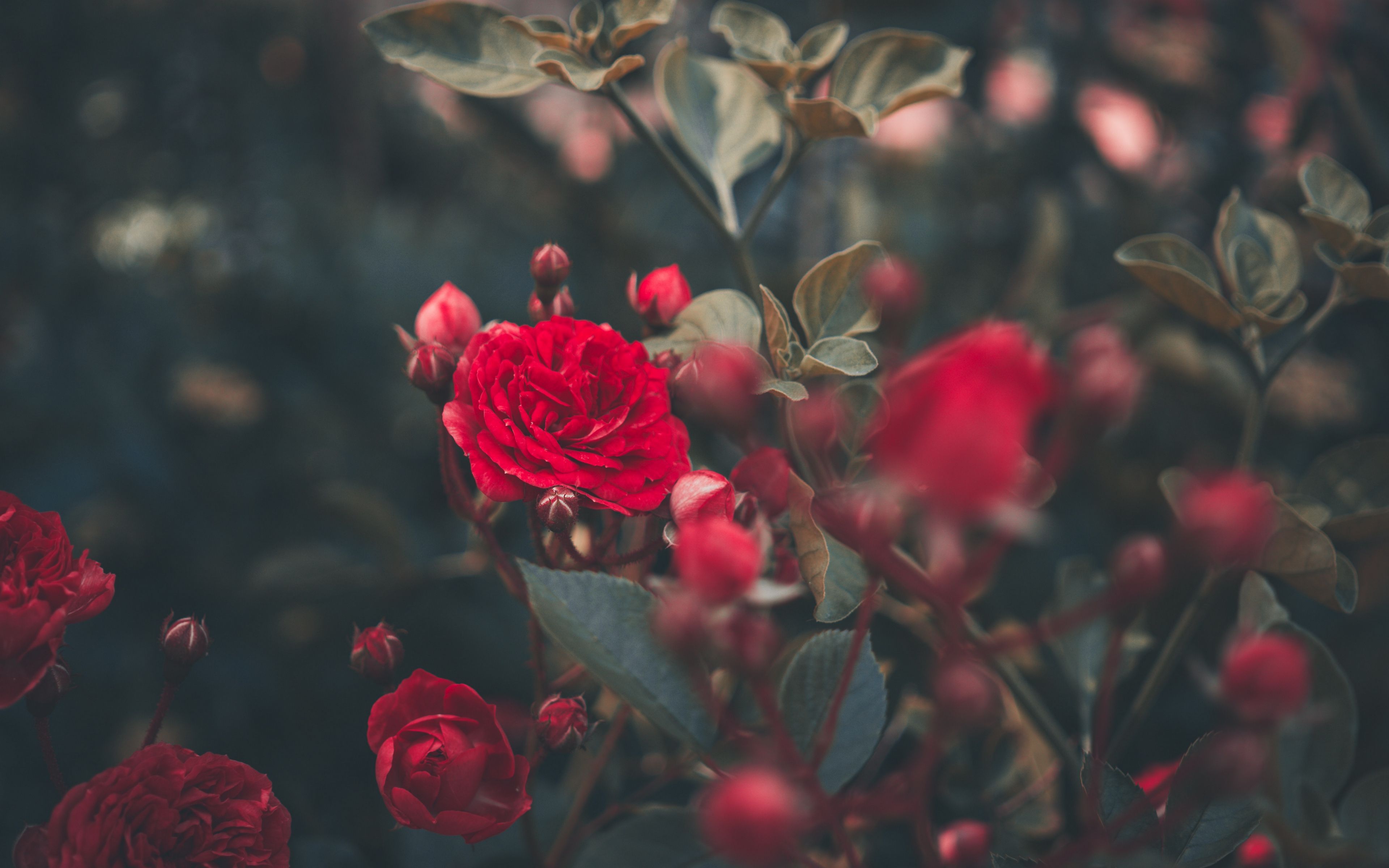 Wallpaper Rose, Bush, Bud, Red, Garden Pro Rose
