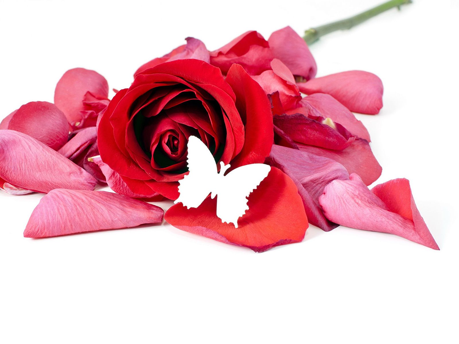 Photos butterfly Red rose Petals flower White background 1600x1200
