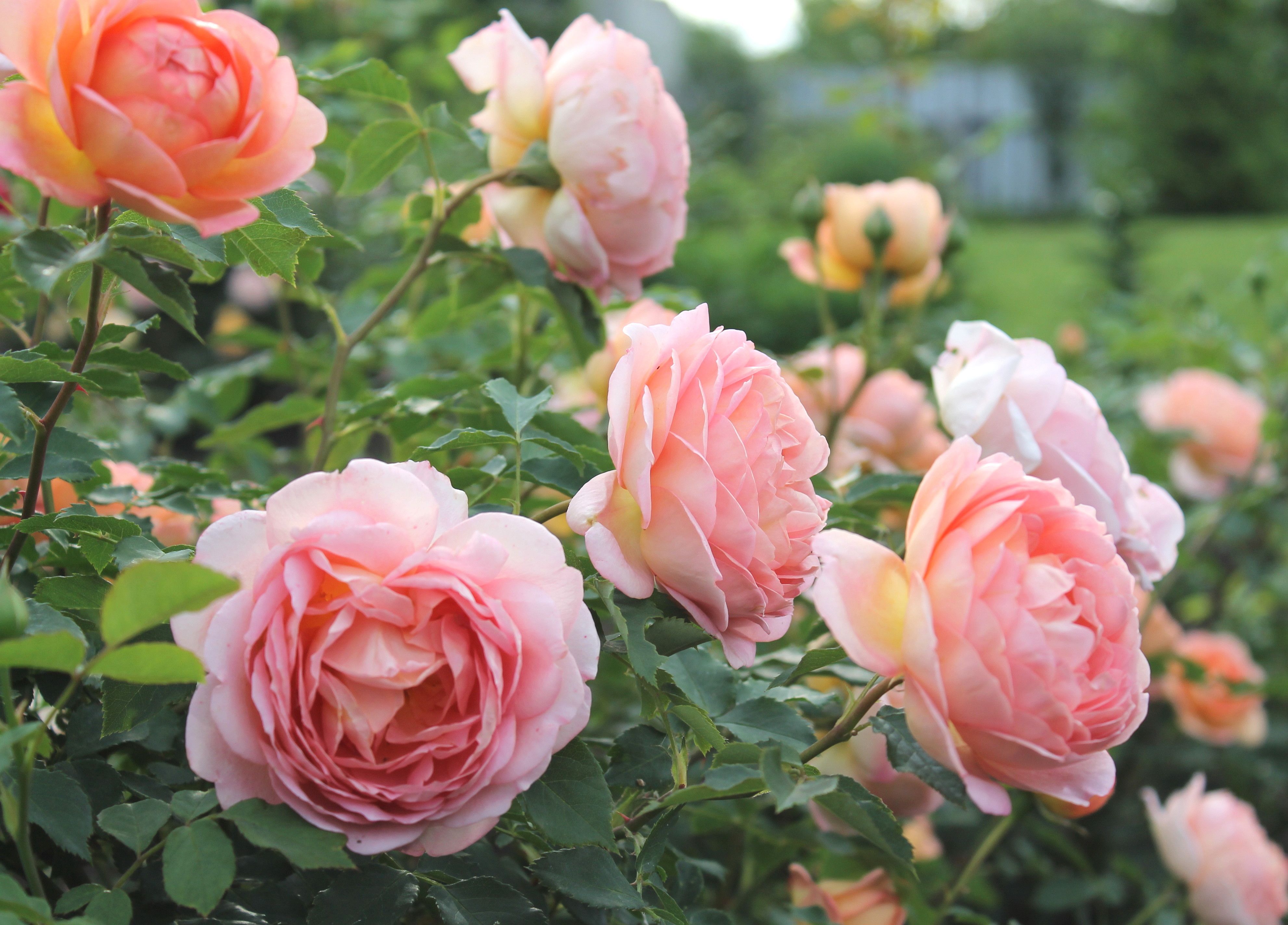 Beautiful rose bush in the garden Desktop wallpaper 2560x1600