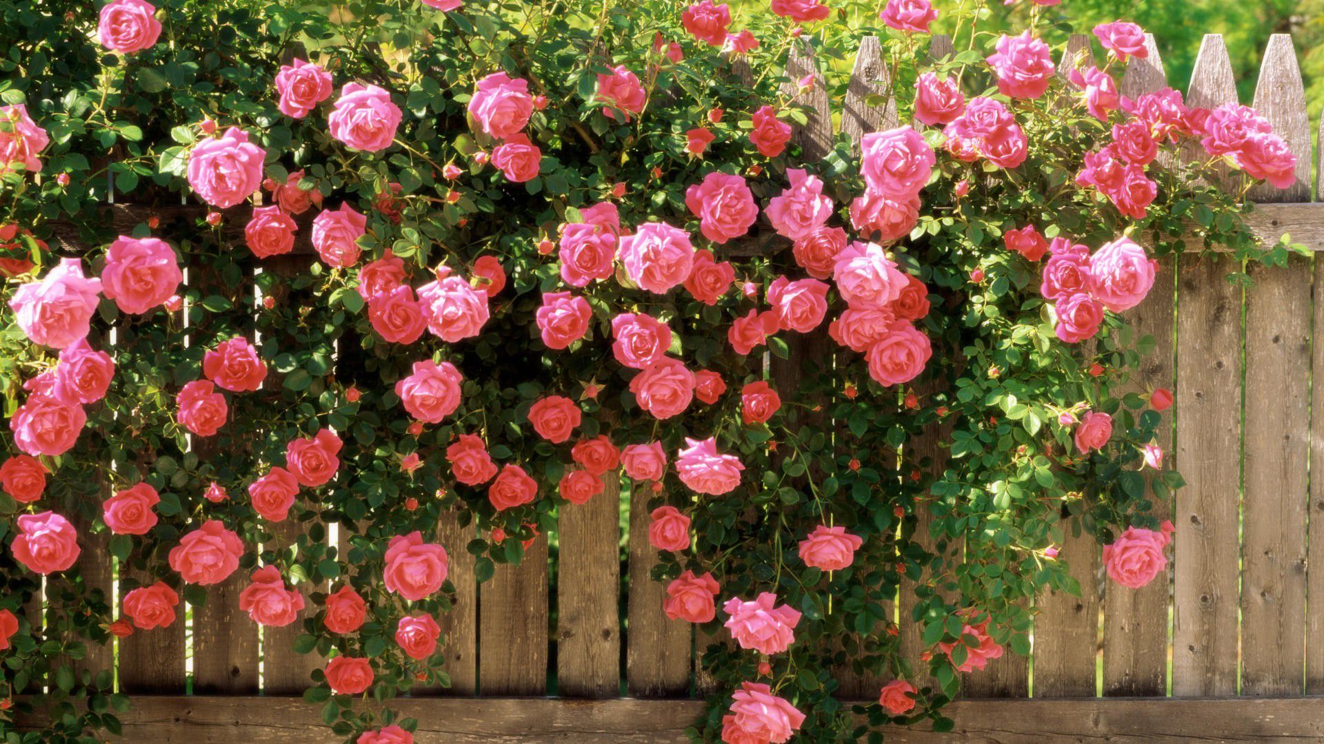 Download Wallpaper flowers rose bush, 1920x Rose bush behind