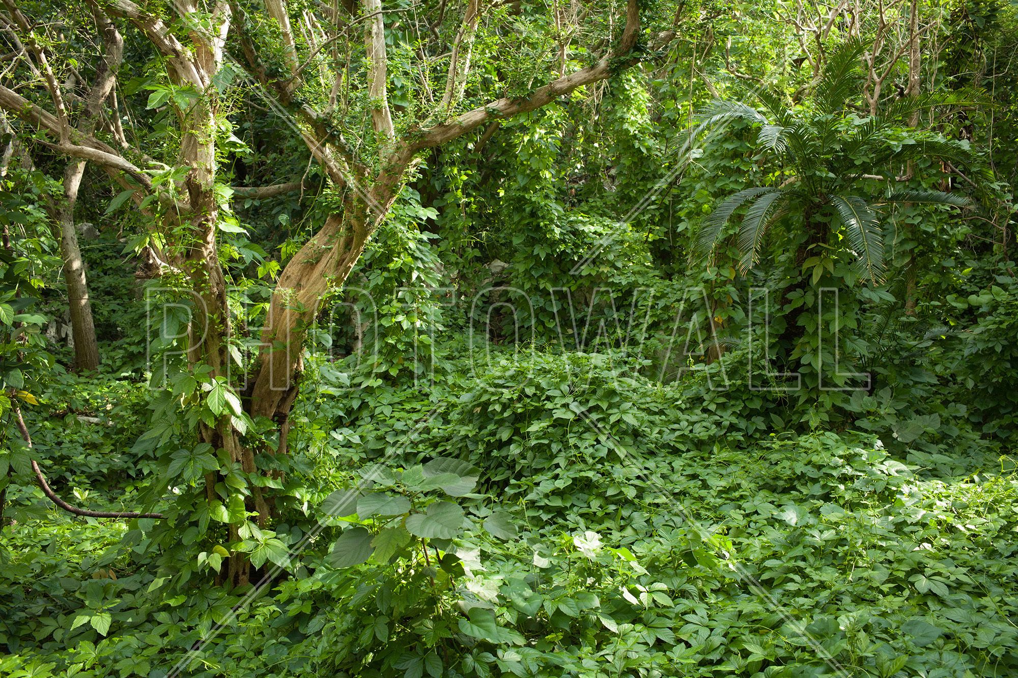 Tropical Forest Wallpaper for Wall