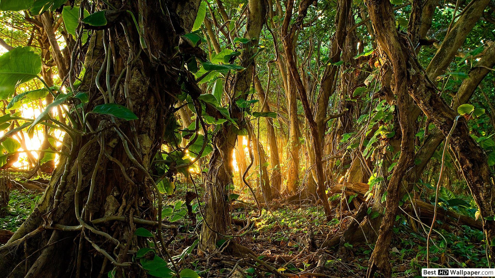 Tropical Rainforest HD wallpaper download
