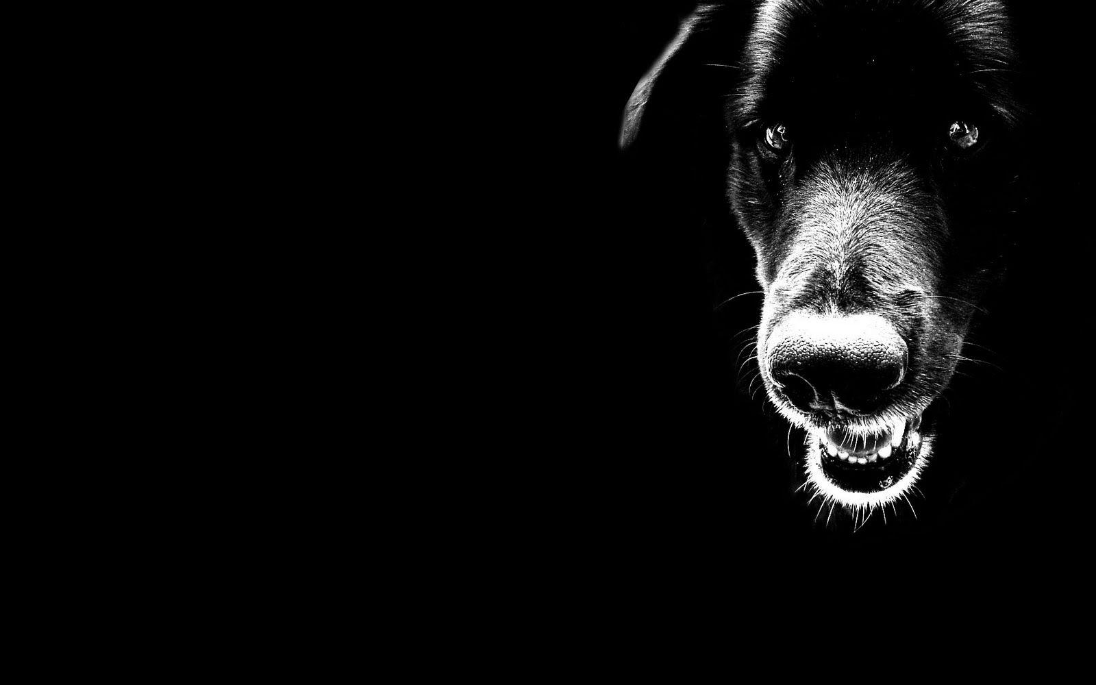 Wild Black Dog Desktop Wallpaper Background. Dogs Wallpaper