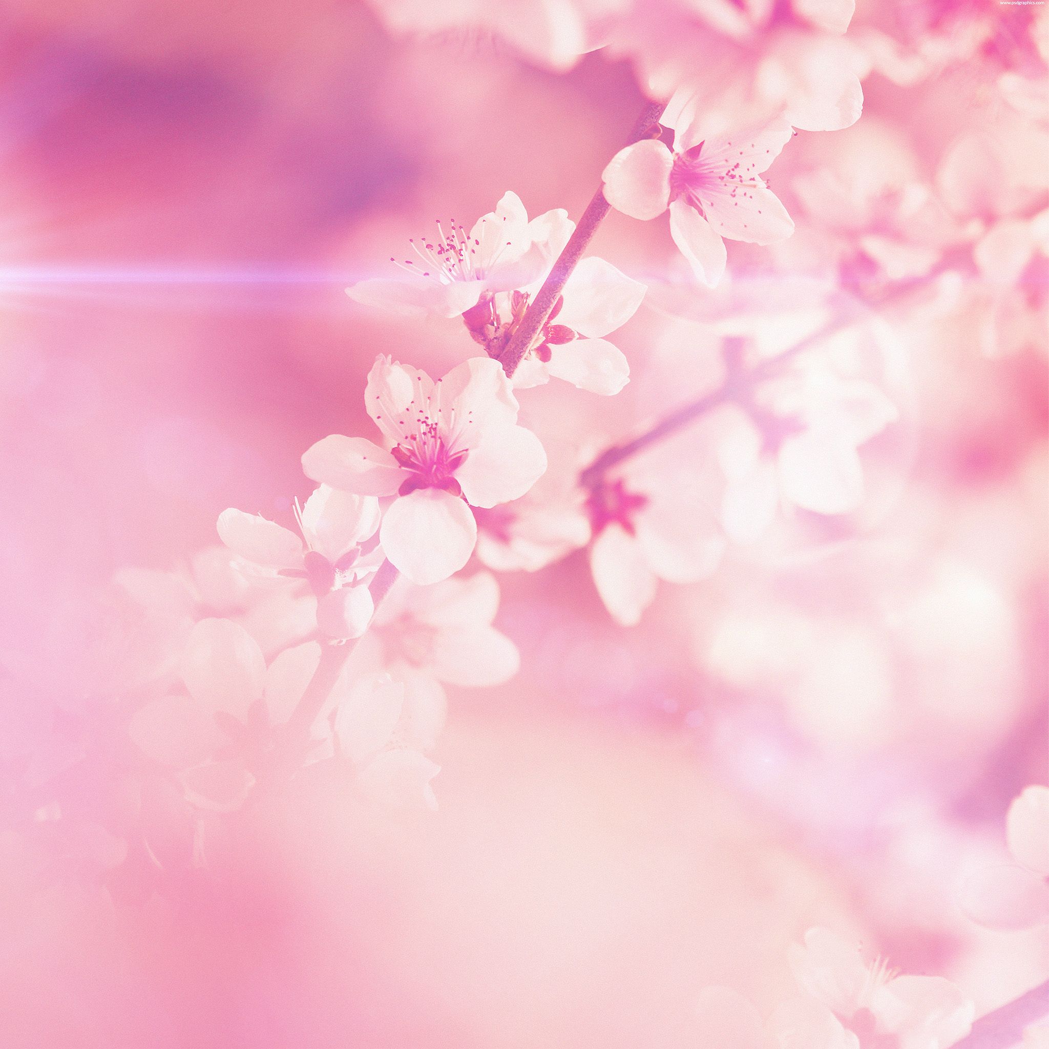 Spring Pink Cherry Blossom Flare Nature iPad Air Wallpaper Free Download