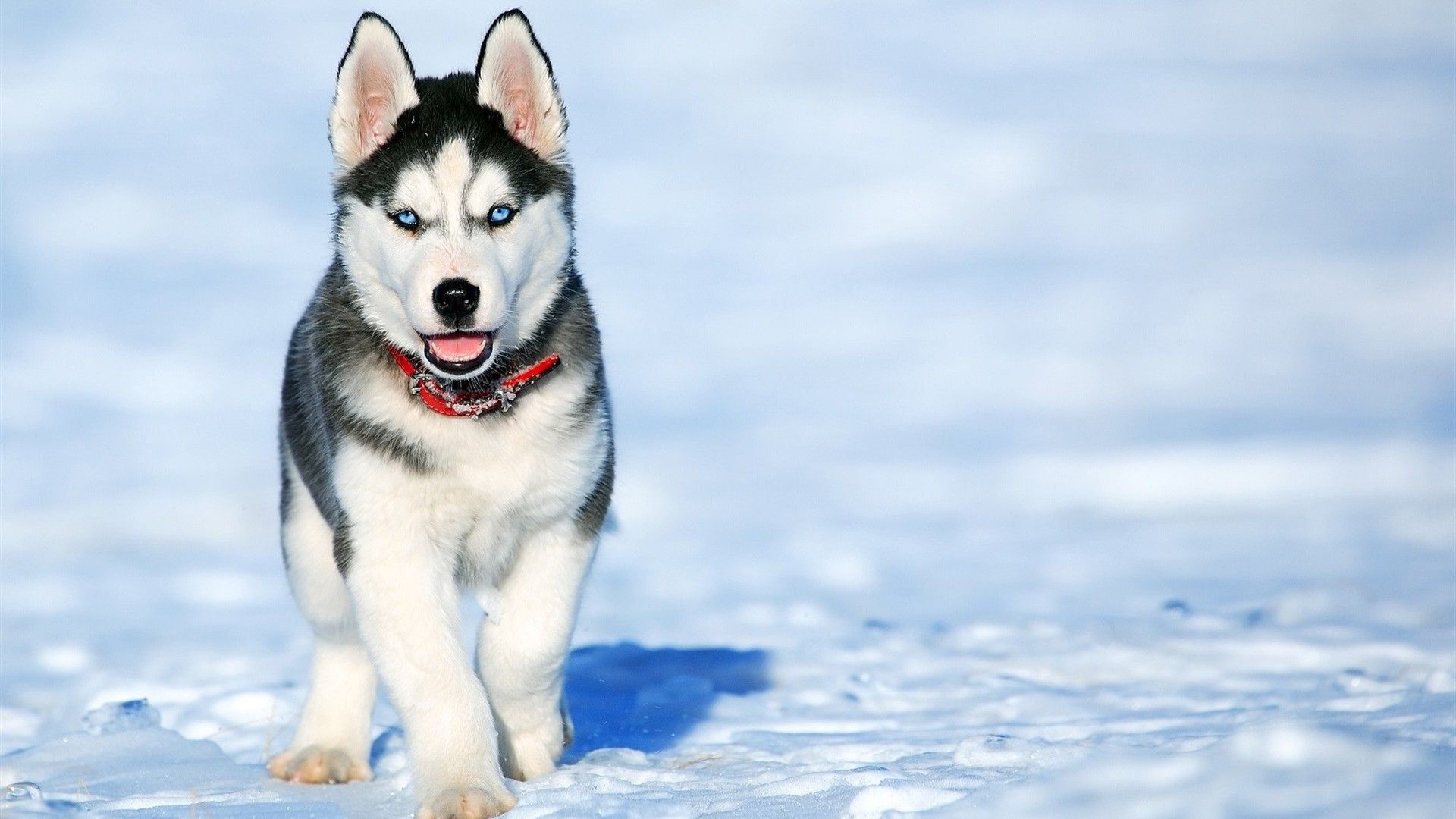 Siberian Husky Dog in Snow
