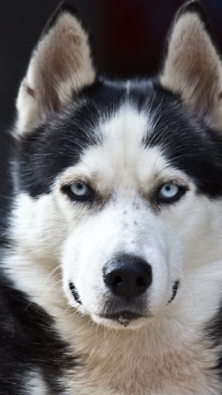 Husky Dog, Blue Eyes, White Black 750x1334 IPhone 8 7 6 6S