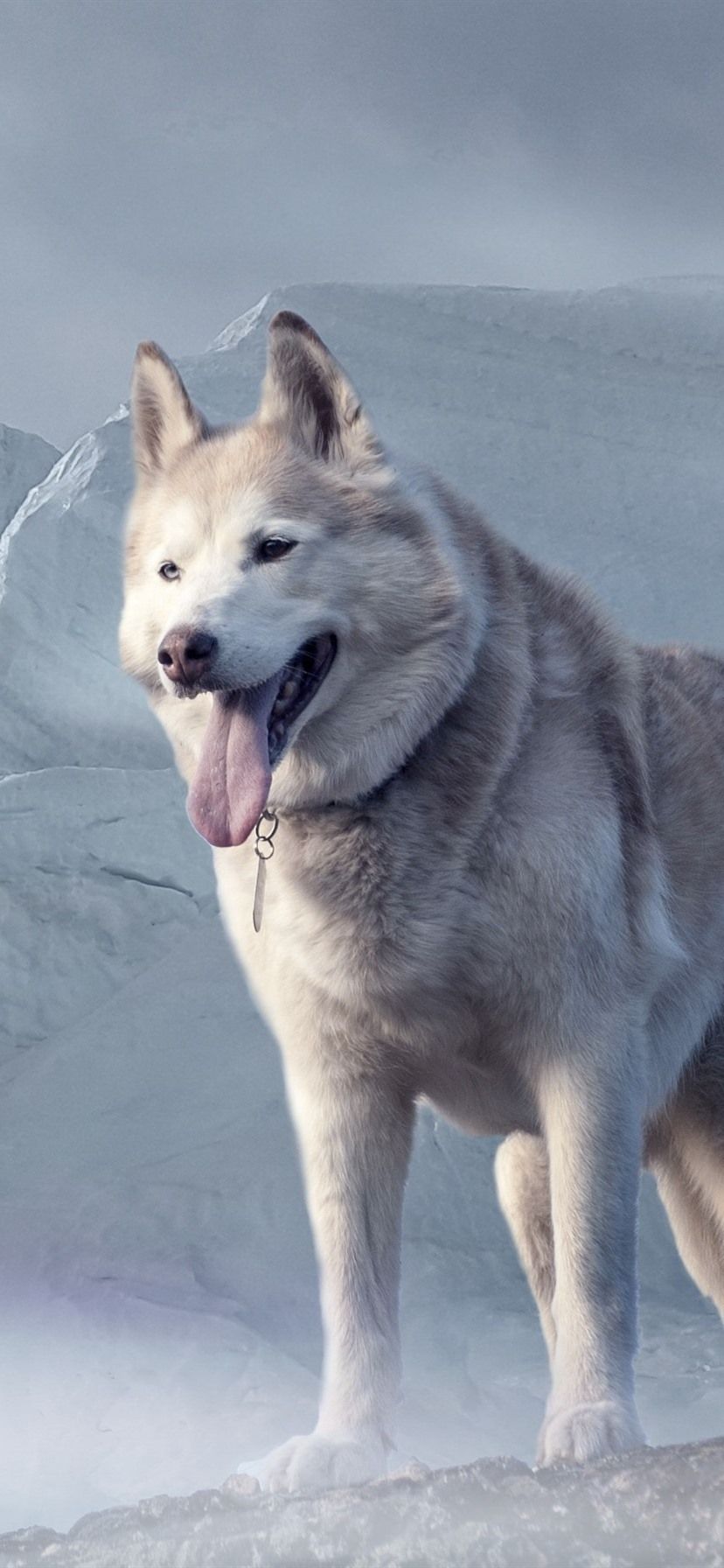 Husky Dog, Glacier 828x1792 IPhone 11 XR Wallpaper, Background