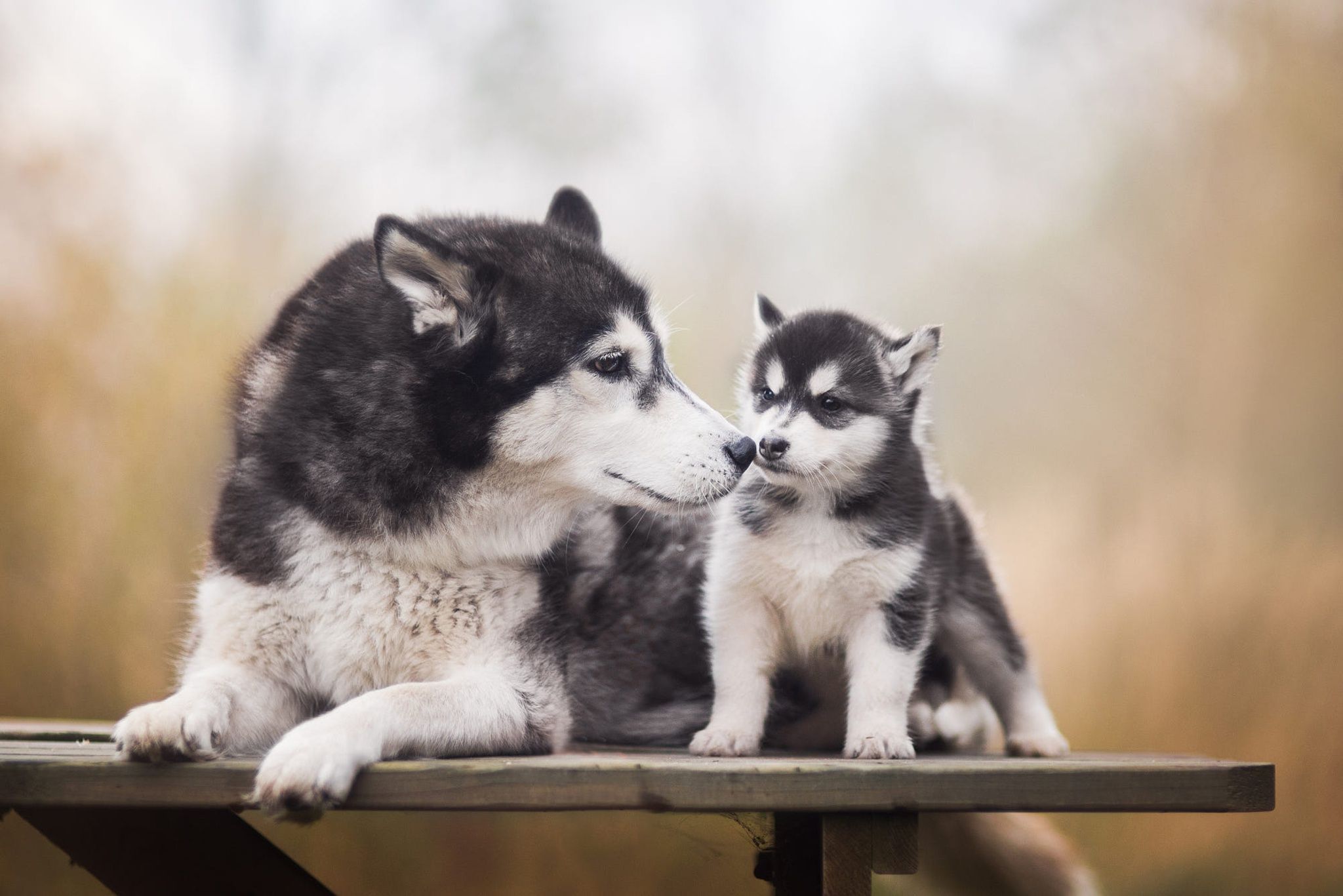 Wallpaper of Animal, Dog, Baby, Husky background & HD image