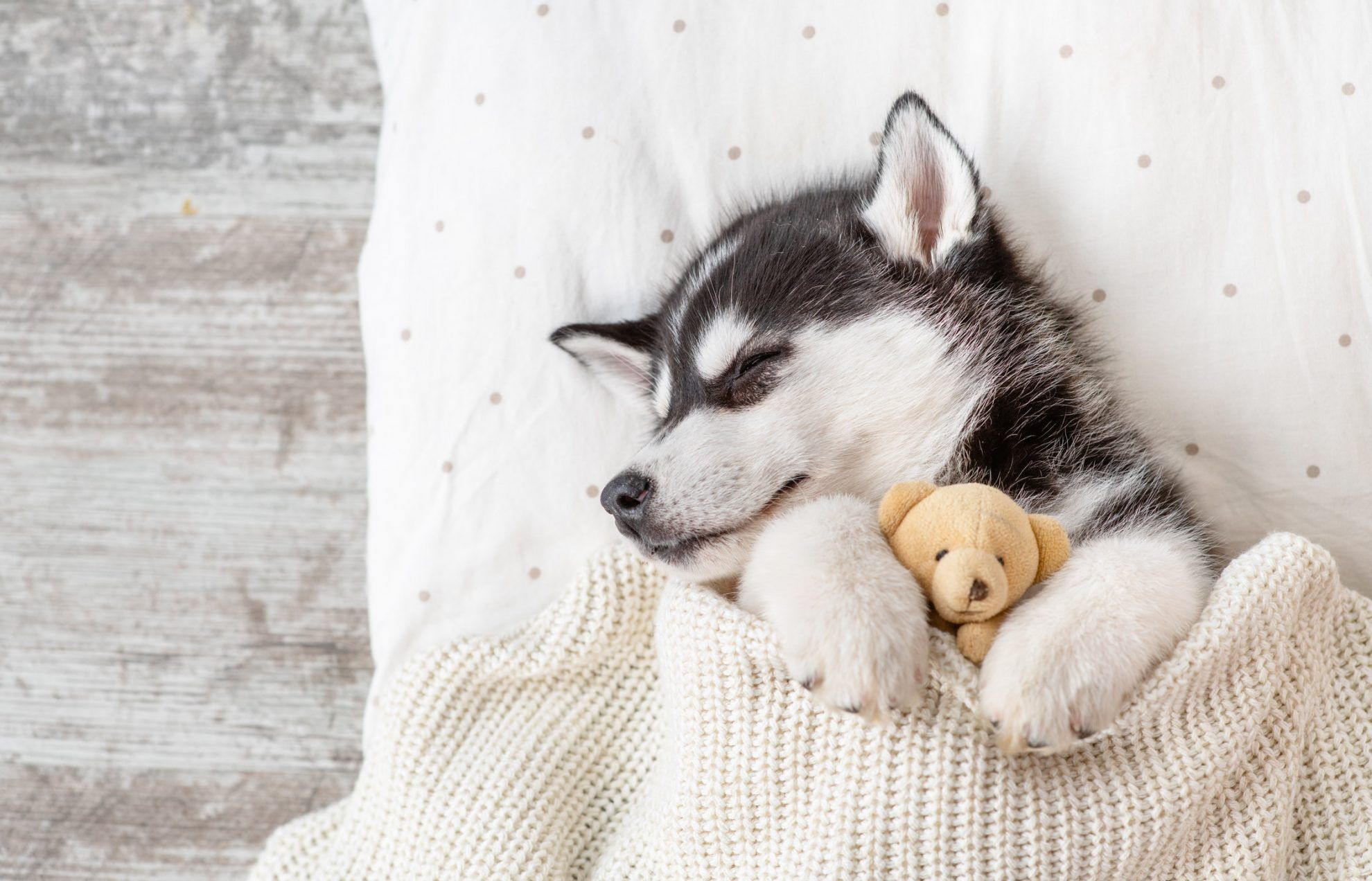 Cute Husky Wallpapers Wallpaper Cave