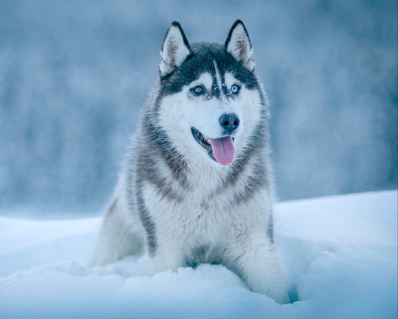 Wallpaper Husky, Dog, Snow, Muzzle Husky