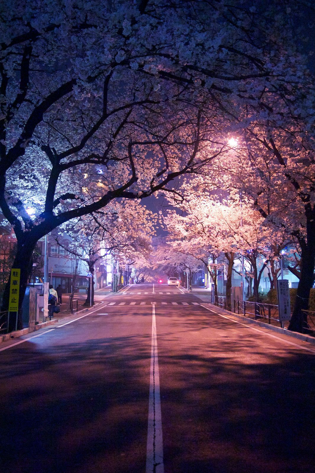 Sakura Trees Aesthetic Ps4 Wallpapers - Wallpaper Cave