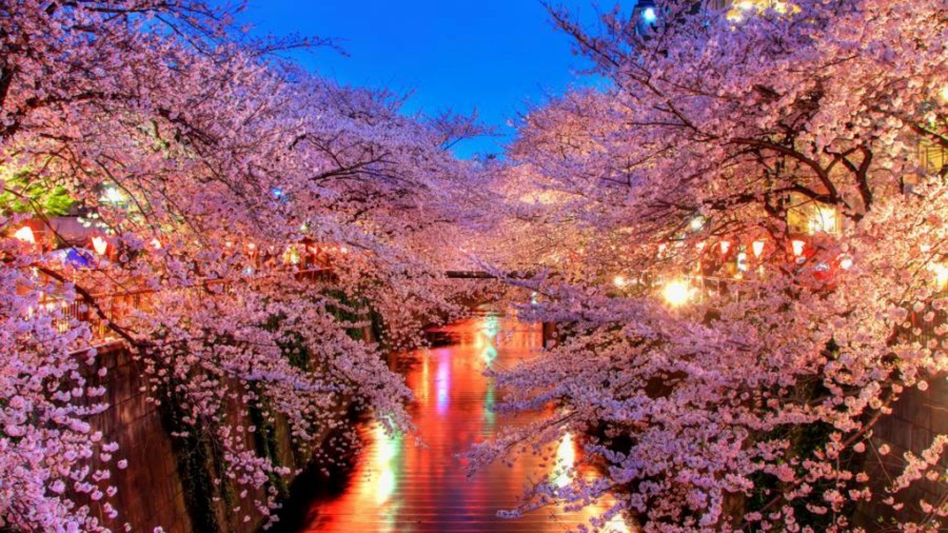 Zen Cherry Blossom Wallpaper Free Zen Cherry Blossom