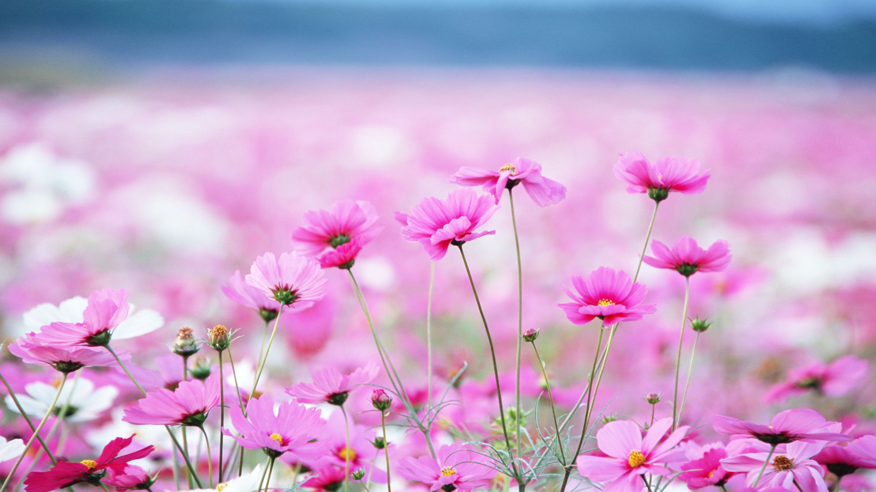 Summer Flowers Pink Daisy Desktop Wallpaper Backgrounds Free