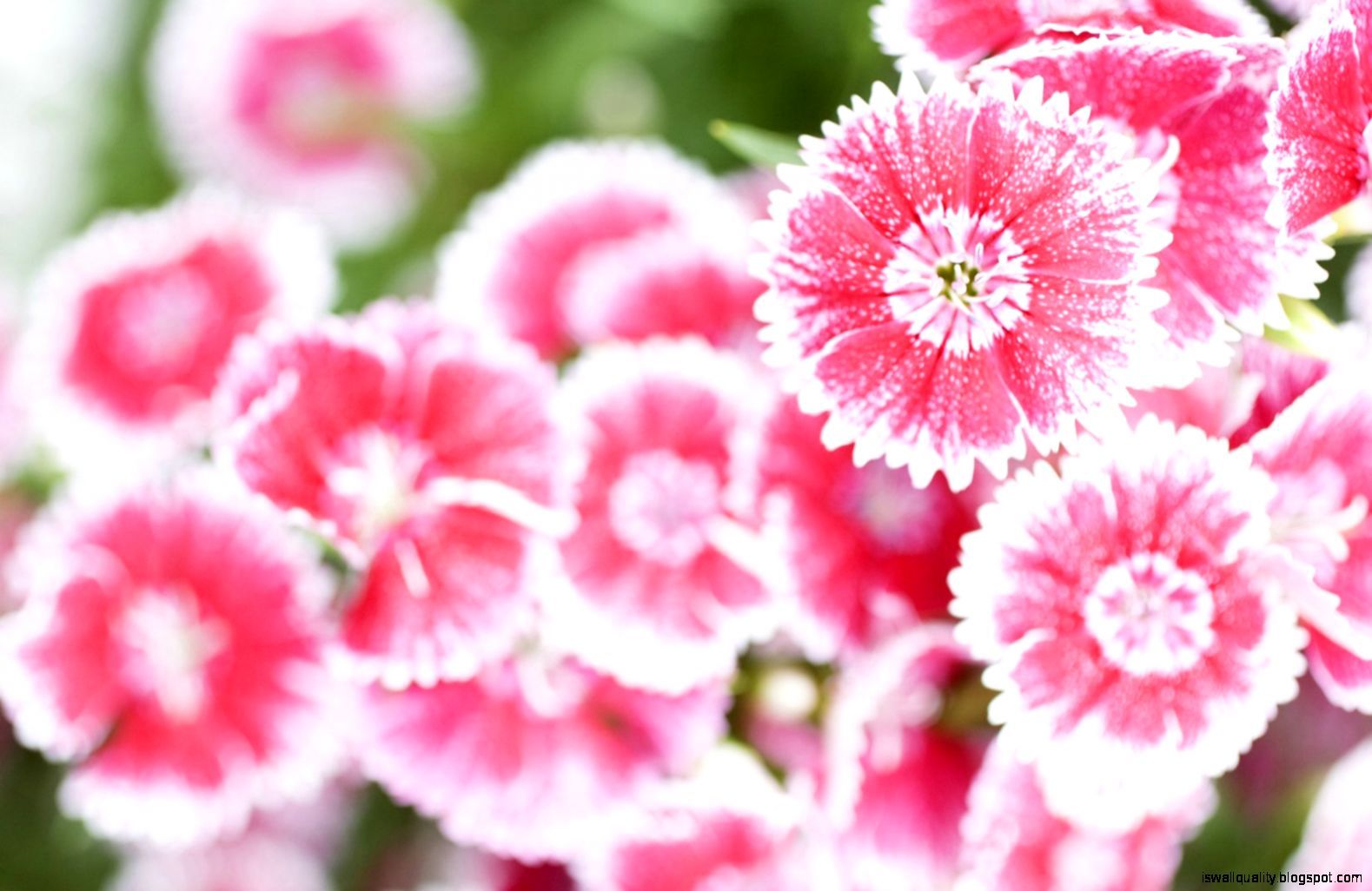 Pink Summer Flower Wallpapers Hd