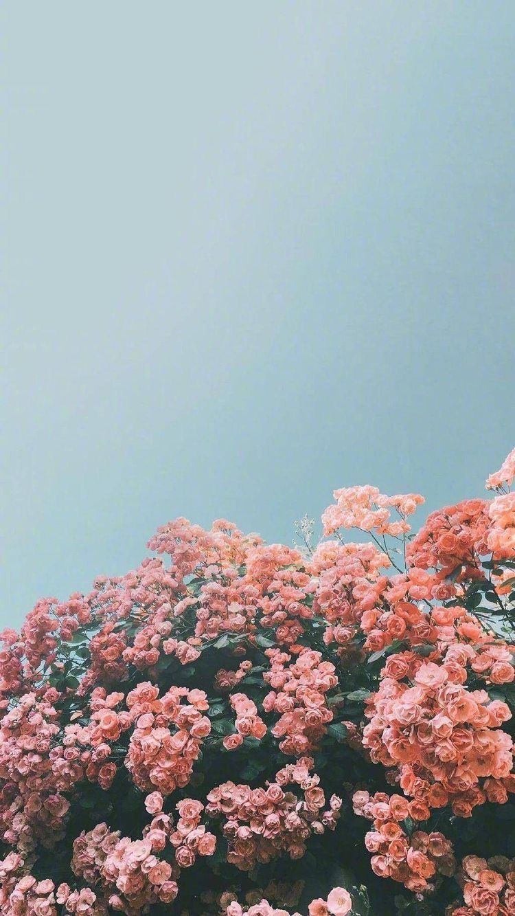 Aesthetic wallpapers with pink flowers for iPhone
