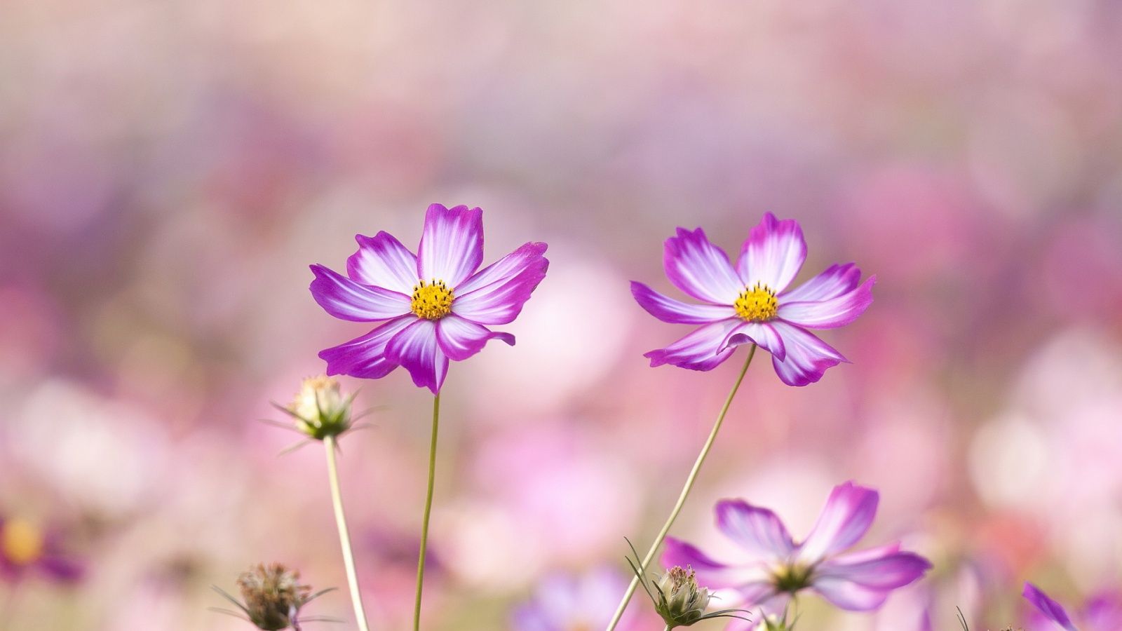 22 Description: The Wallpapers above is Summer flowers hd Wallpapers