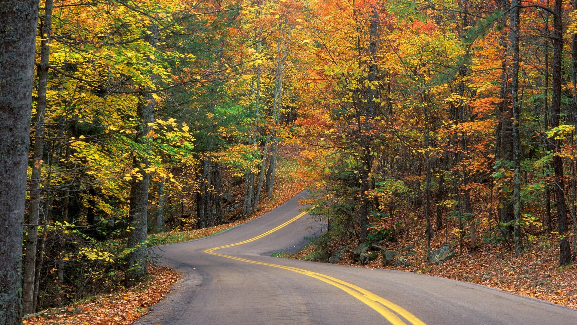 Autumn, wallpaper, colors, travel, road