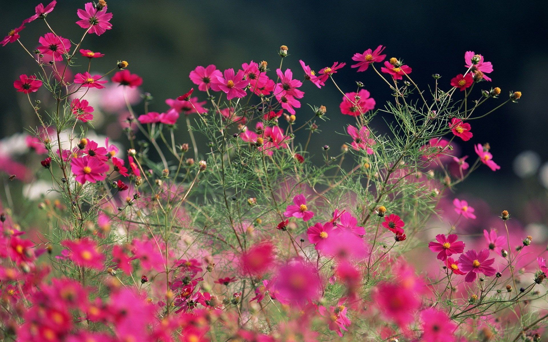 Pink cosmos flowers wallpapers
