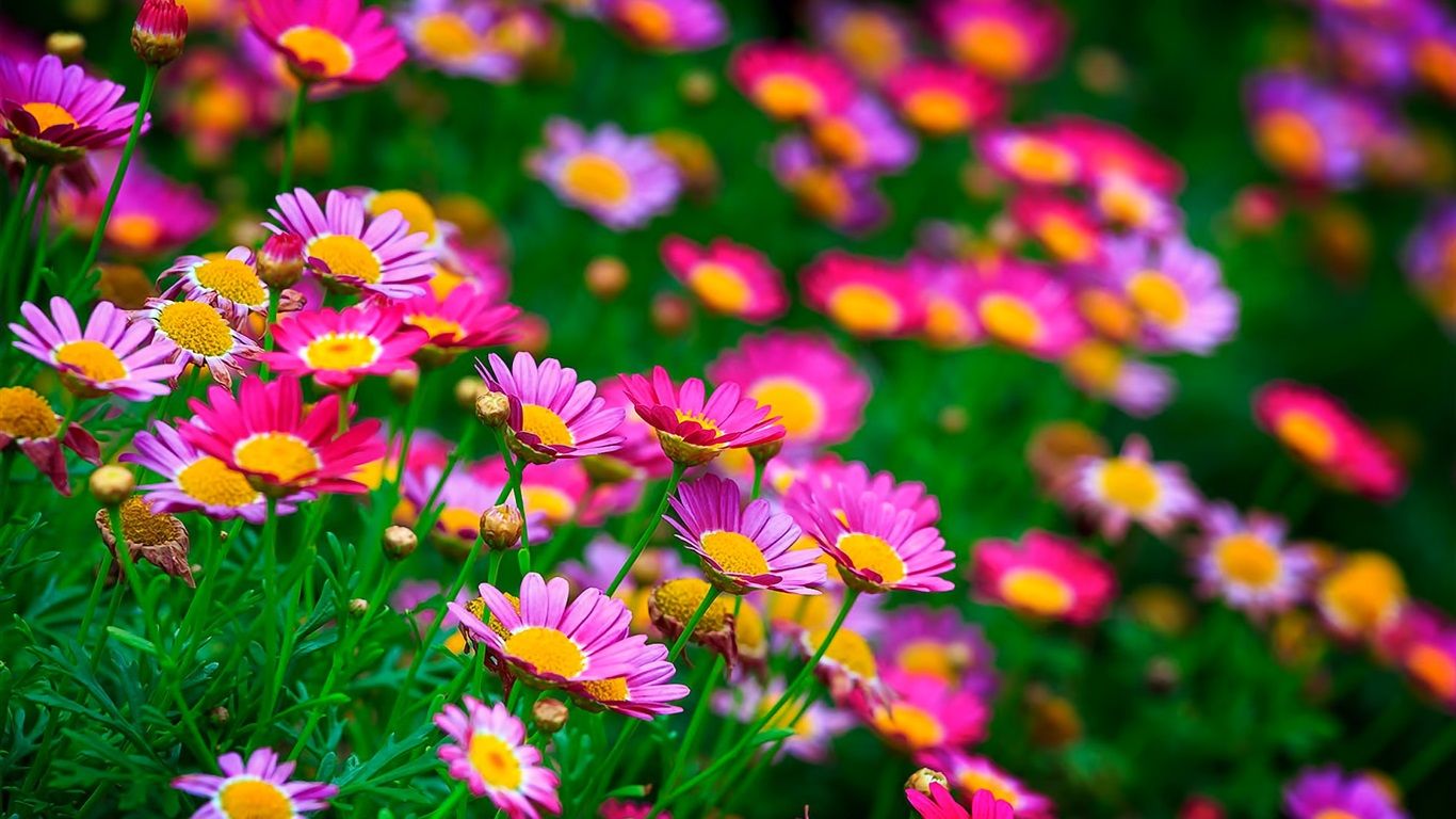 Wallpapers Pink flowers, daisies, summer 1920x1200 HD Picture, Image