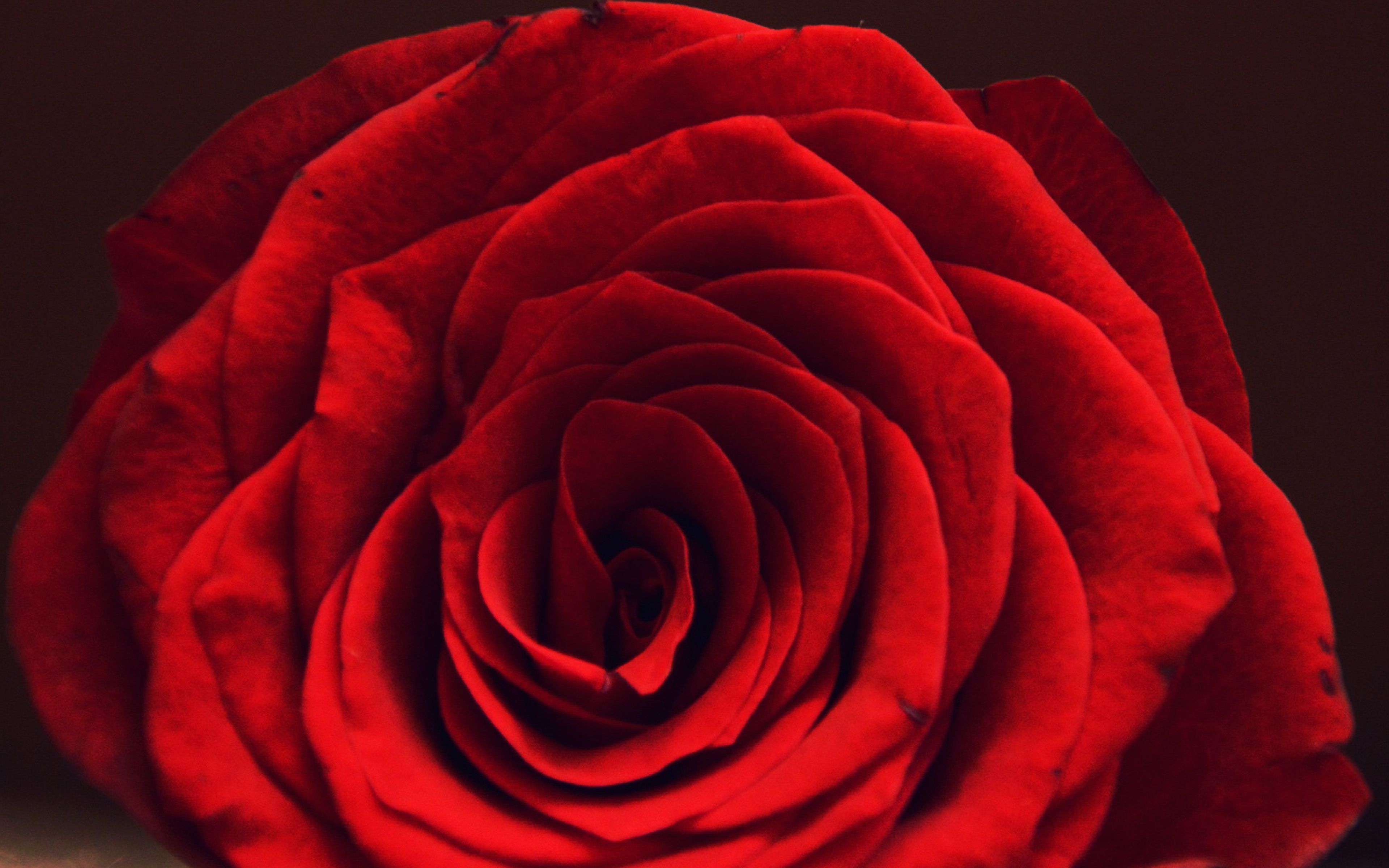 Rose Flower Red Spring Love Hot Wallpaper