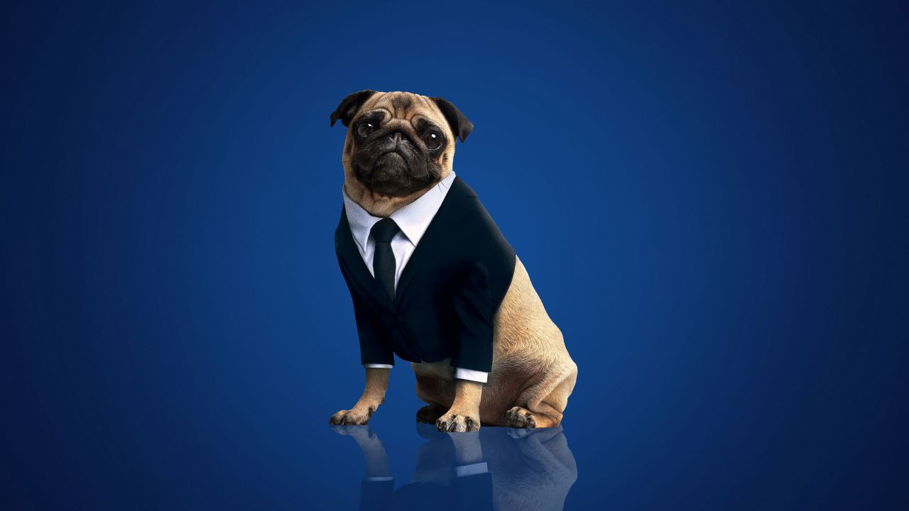 Wallpaper Men in Black: International, Frank the Pug, 5K, Movies