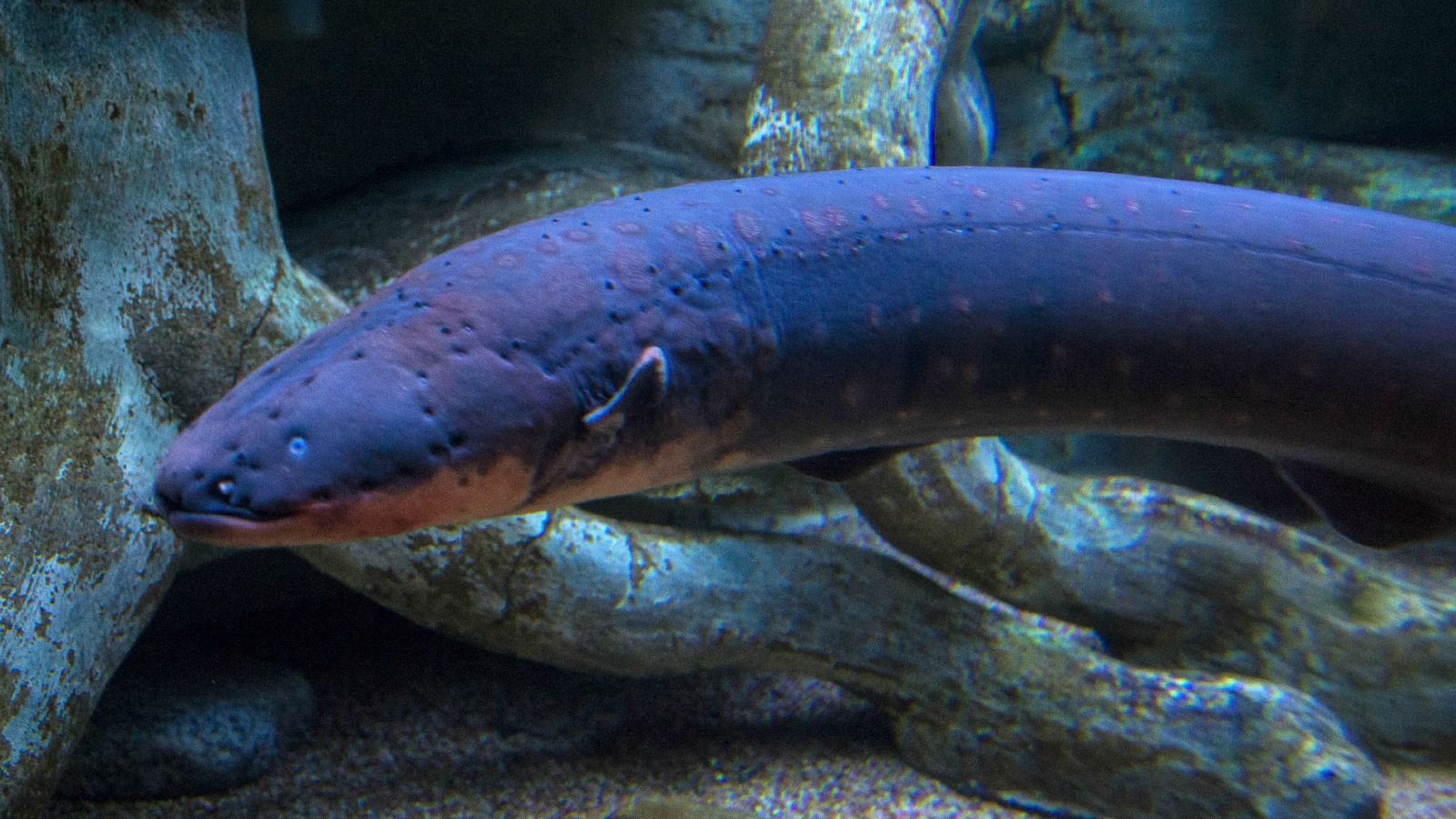Unlike most fish, electric eels cannot get enough oxygen