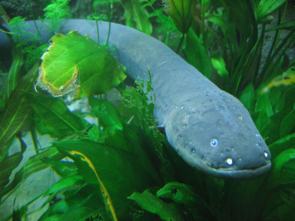 Biomimetic potential of electric eels
