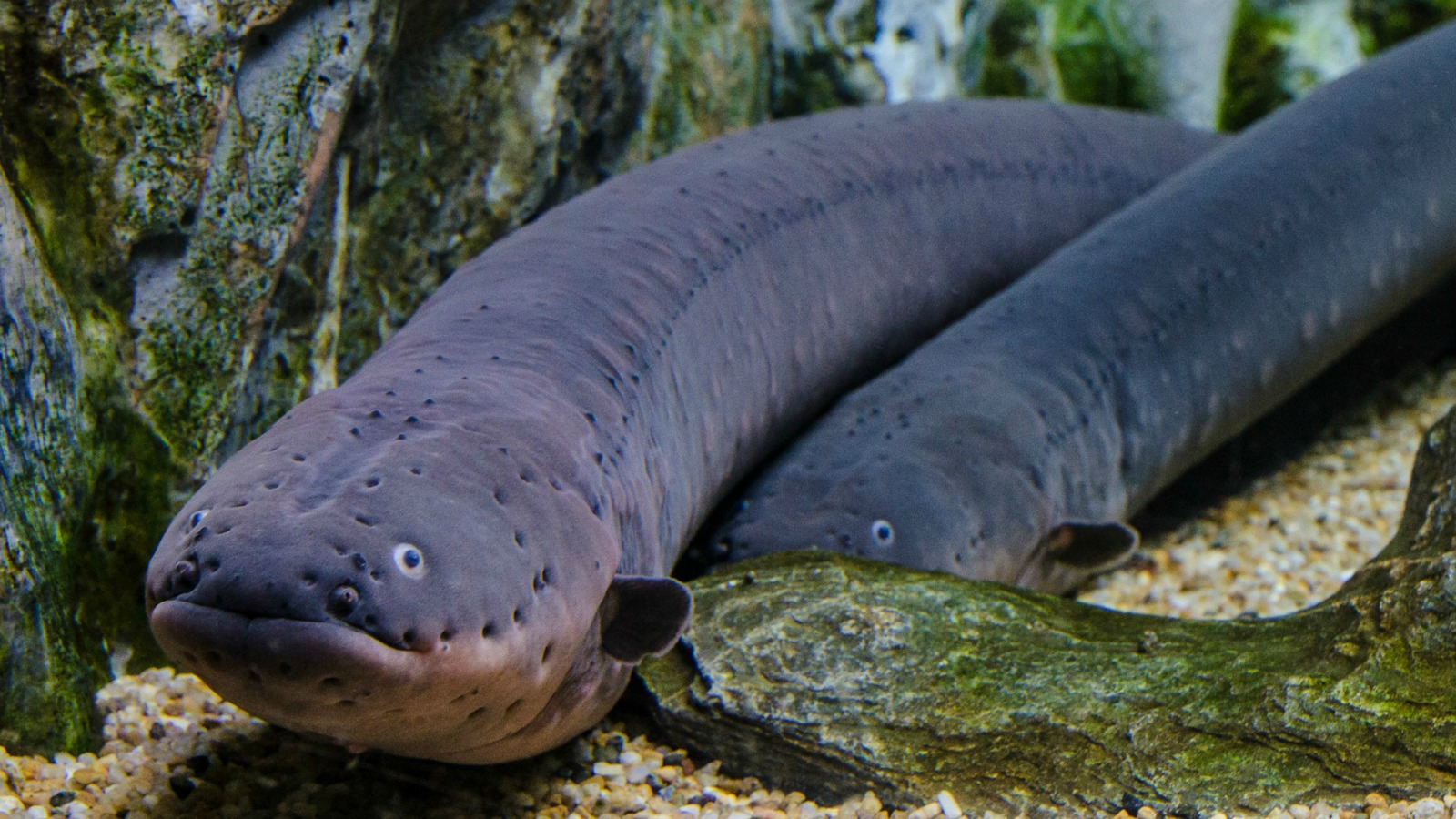 The Absurd Story That Inspired Electric Eel Research.