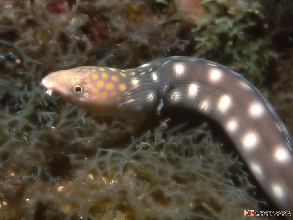 The electric eel can deliver jolts of electricity up to 600 volts