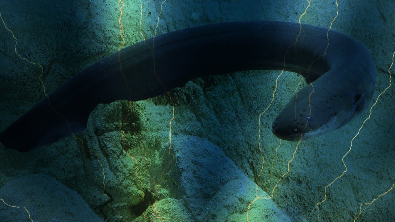 Electric Eel Uses High Voltage Shocks To Locate And Stun Prey