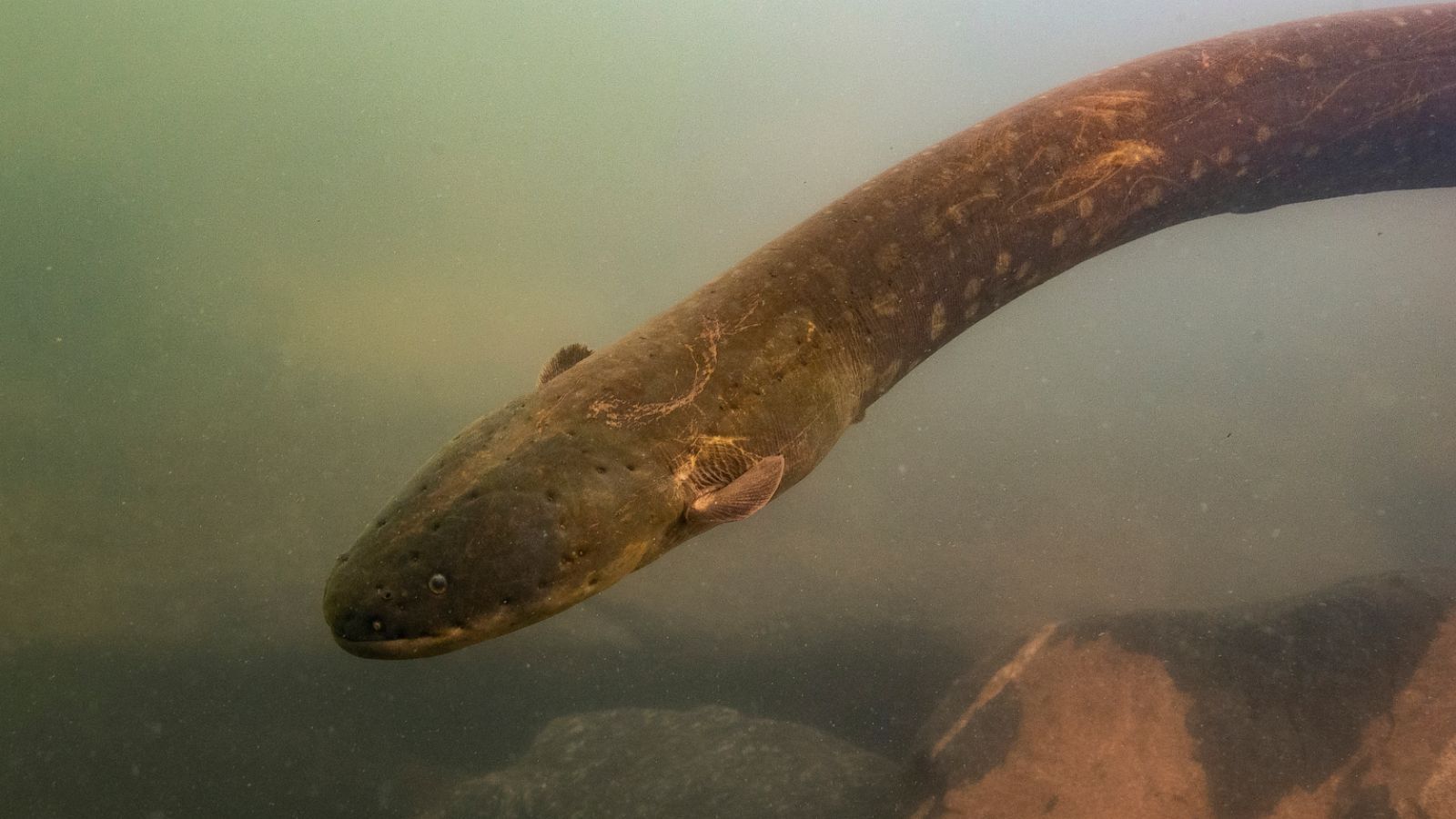 Jolting discovery: Powerful new electric eel found
