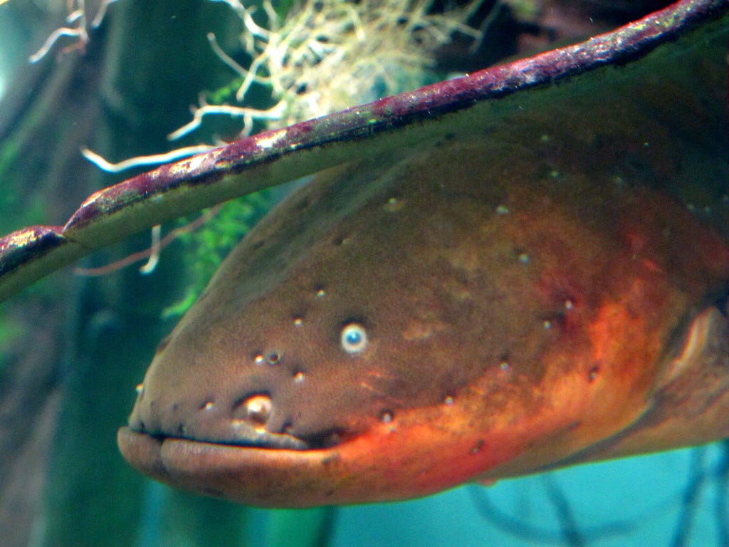 Why electric eels don't electrocute themselves