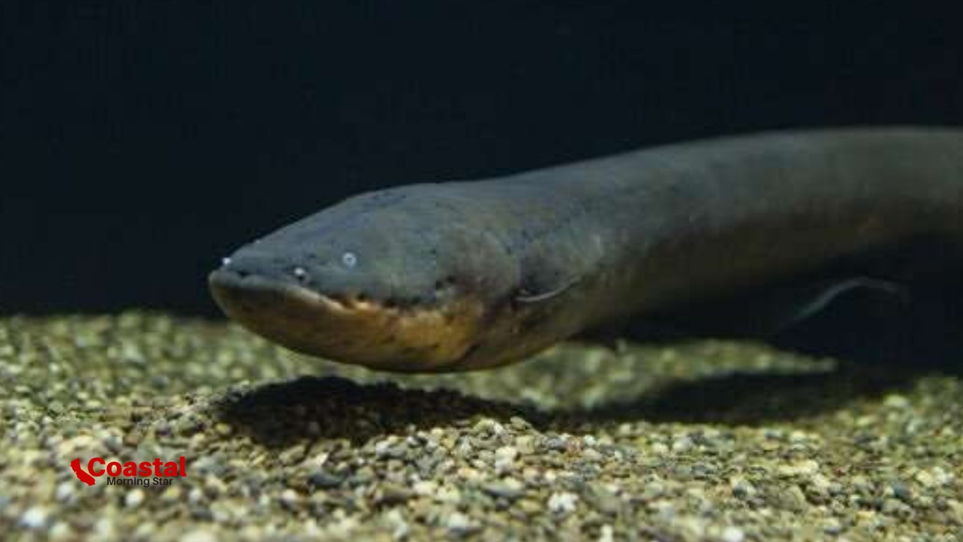 World's Most Powerful Electric Eel Found in the Amazon Basin