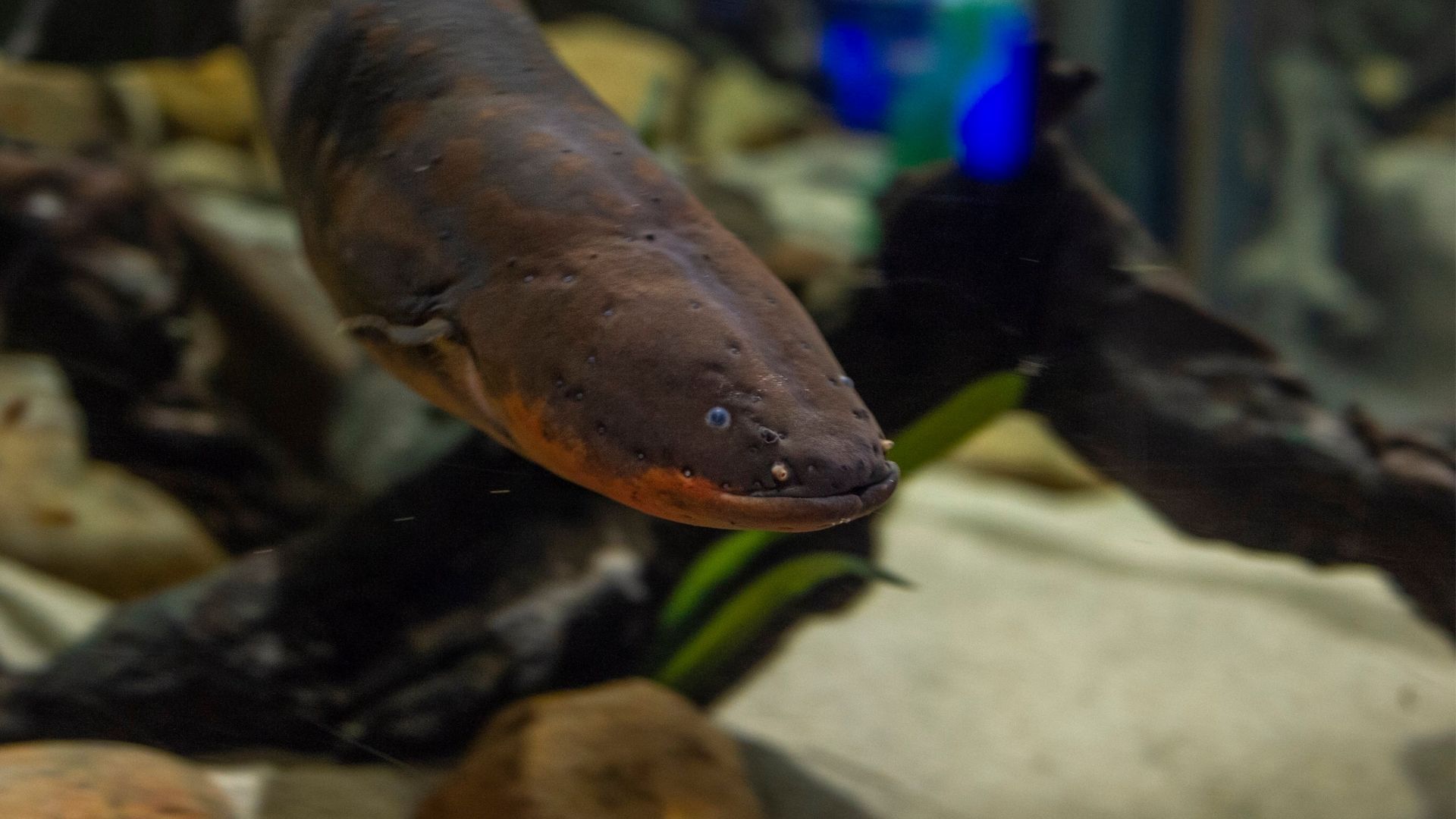Tennessee Aquarium Employed Its Resident Electric Eel To Light Up