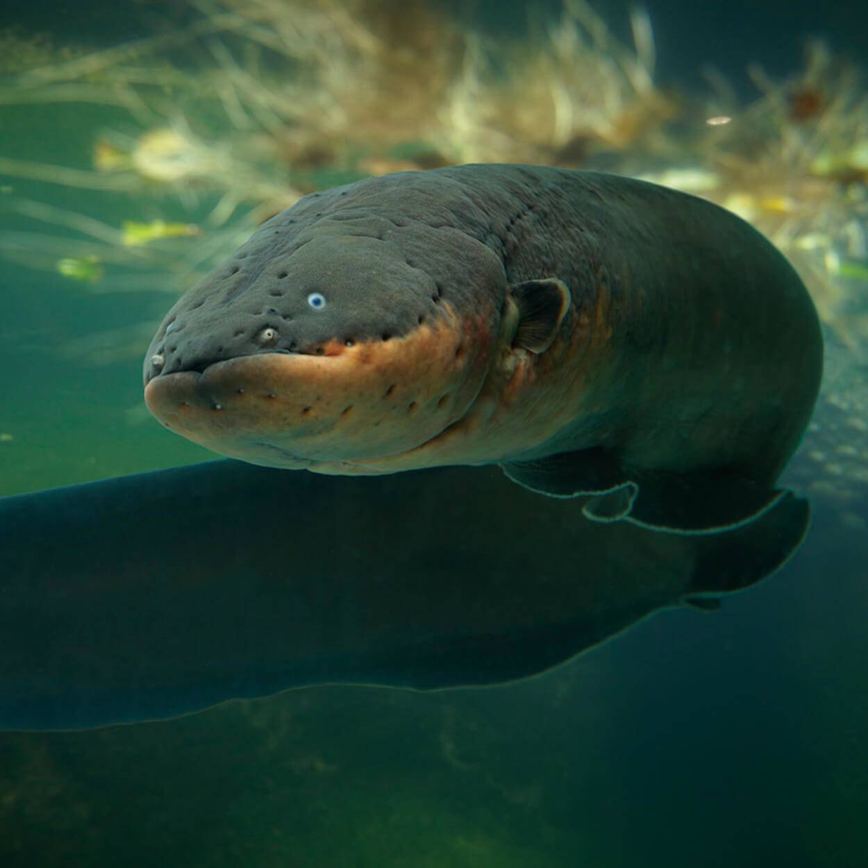E. voltai: Species Electric Eel Fish can discharge electric shock