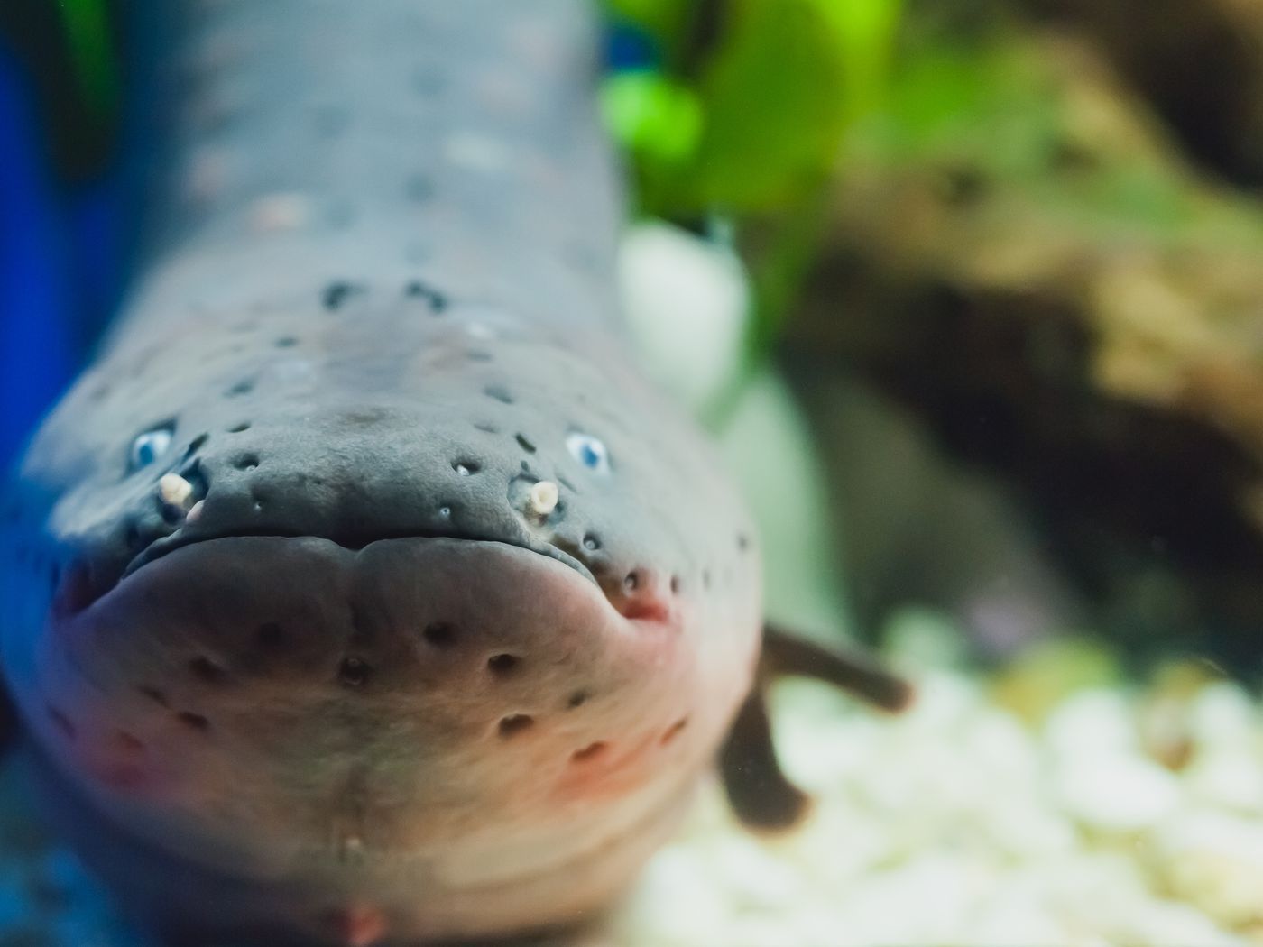 Watch an electric eel paralyze its prey before eating it