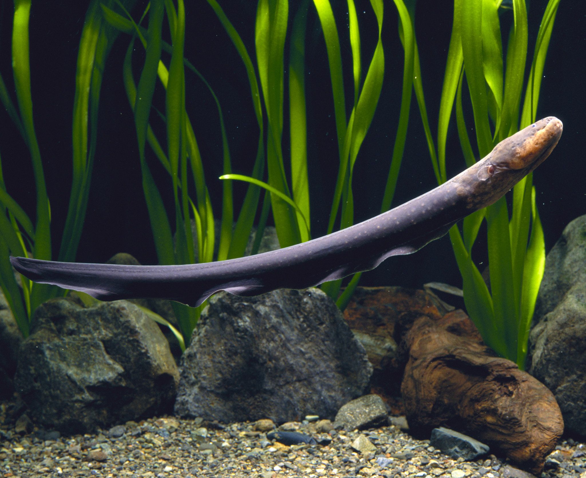 Like a Slimy Taser, Electric Eels Can Leap Out and Zap Their Prey