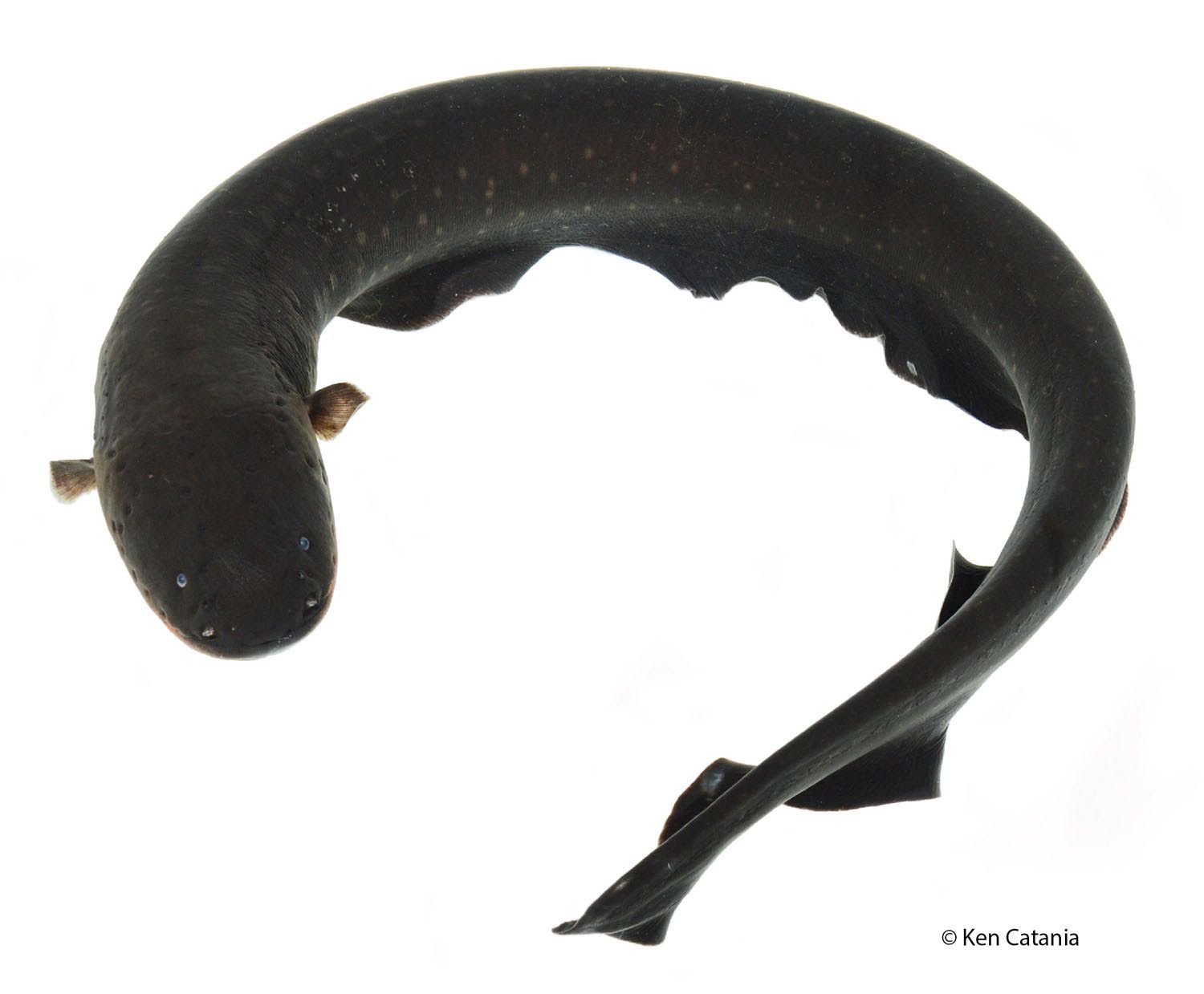 Picture of the Week: Electric Eel