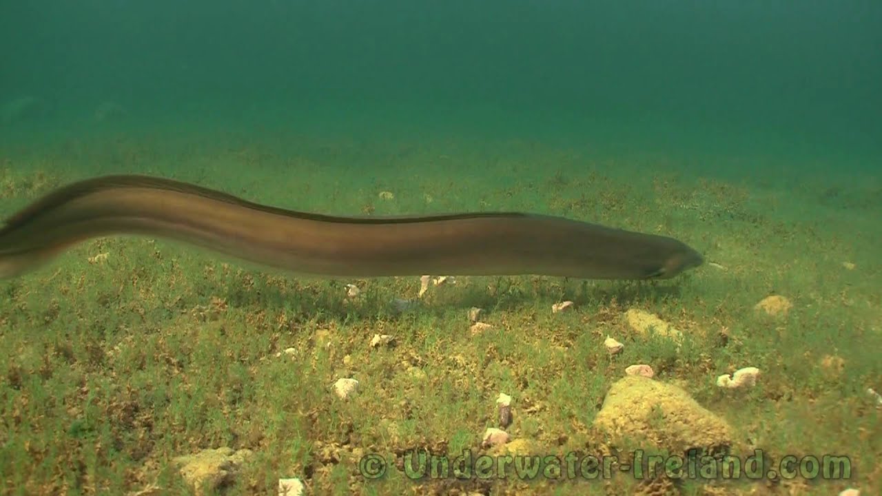 Underwater experiment: Feeding freshwater eel with worms & liver