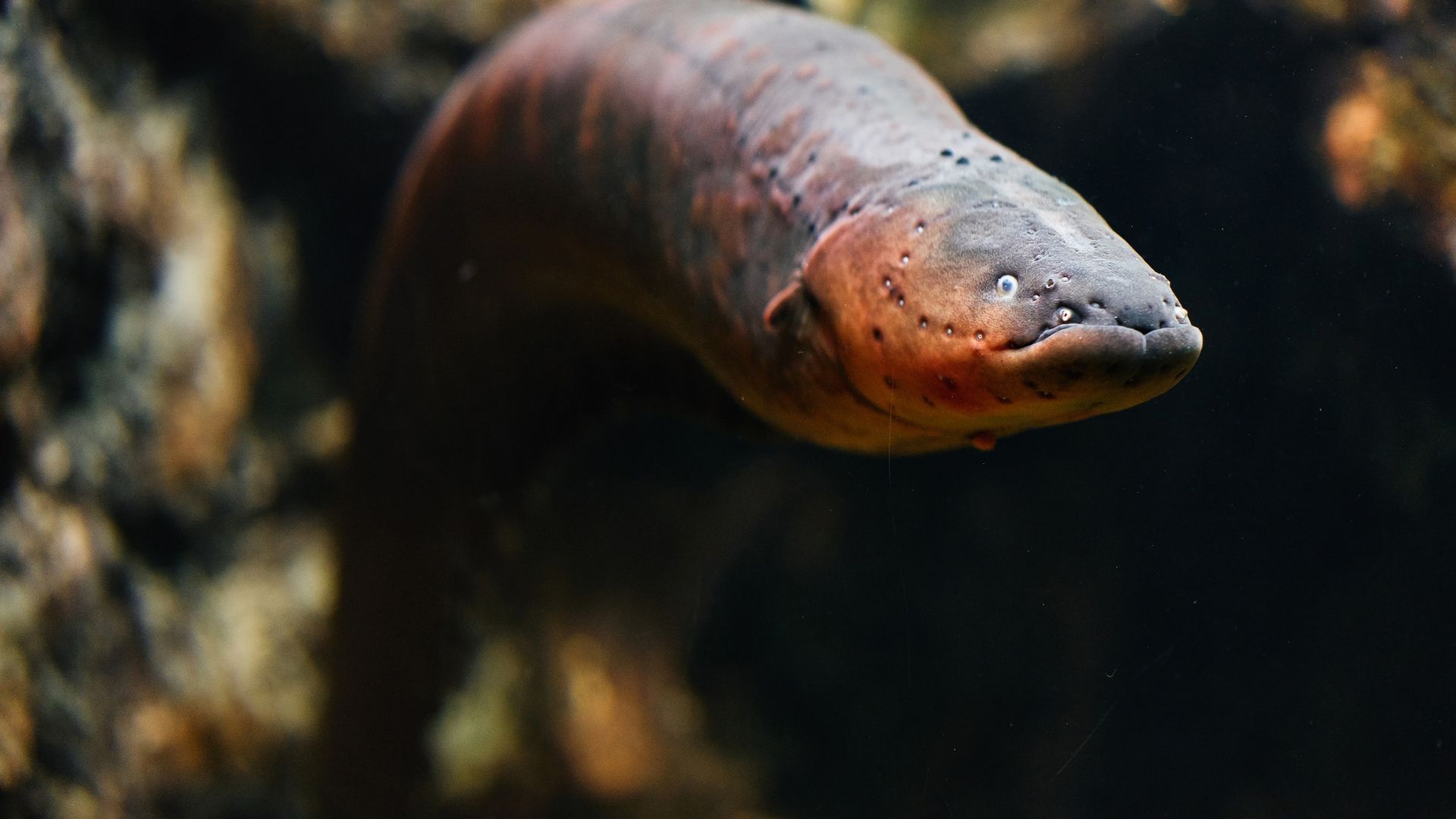 Researchers Have Found The World's Most Powerful Electric Eel