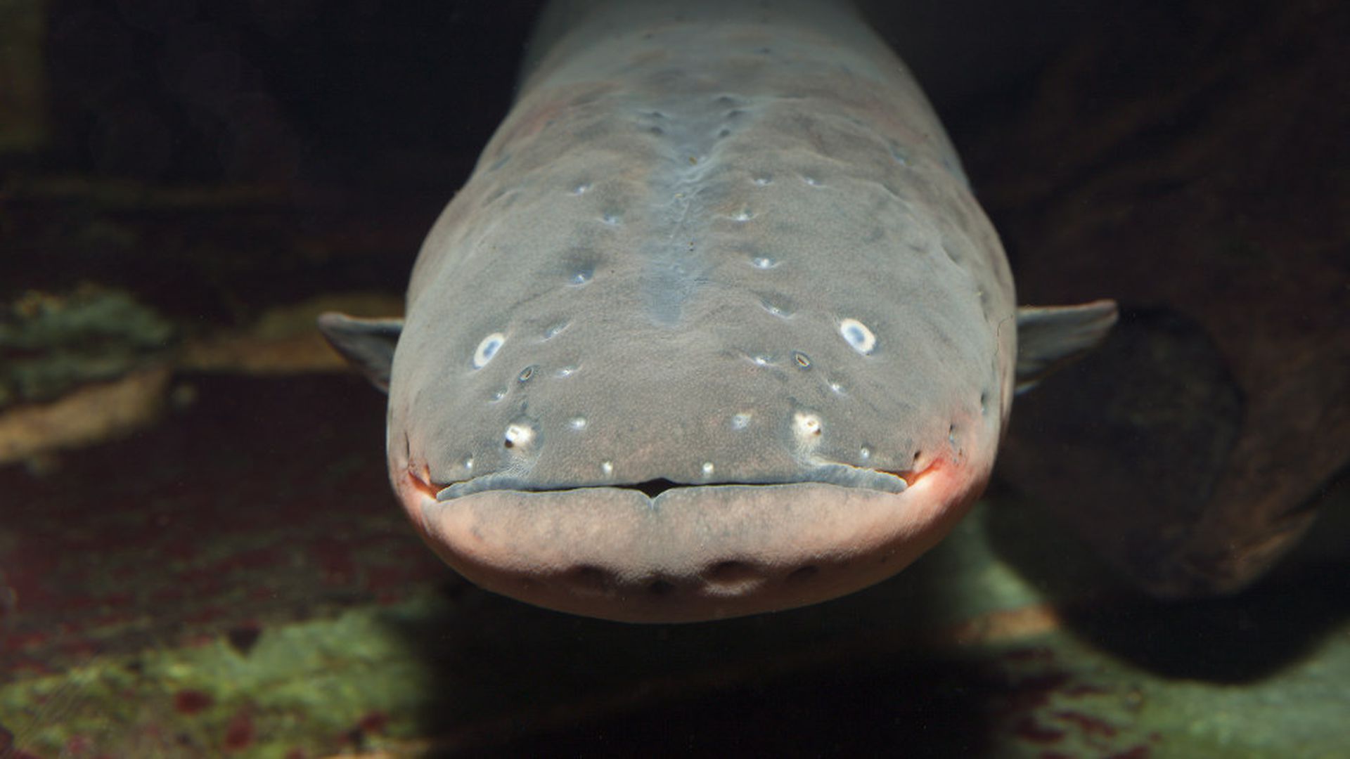 Electric Eels Wallpapers Wallpaper Cave