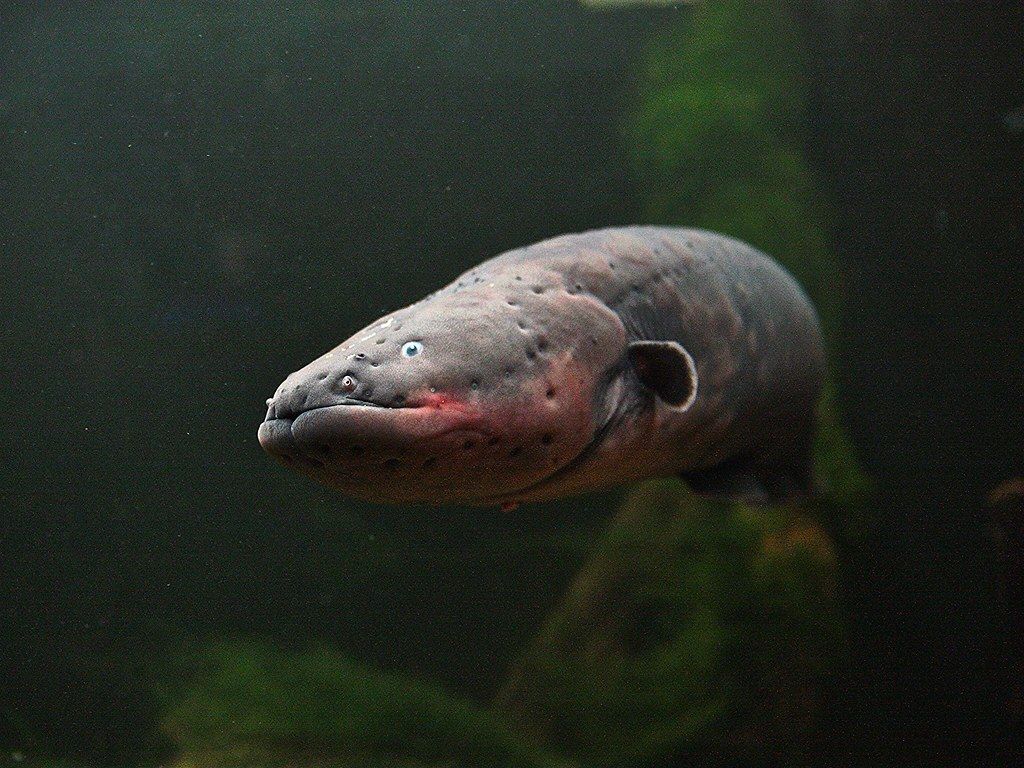 Electric Eel (knifefish). TAXONOMY Kingdom: Animalia Phylum