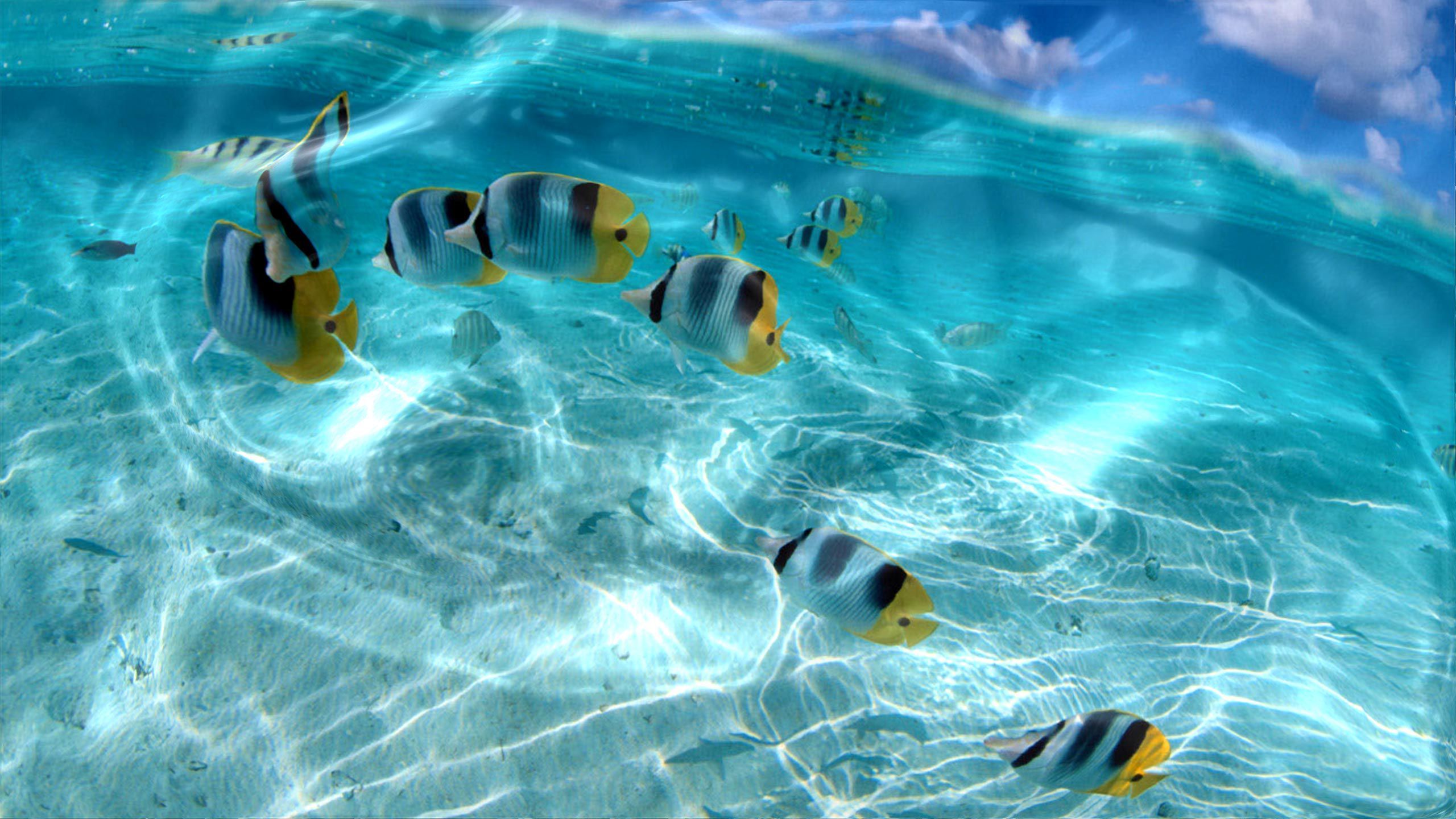 Water Fish Live Wallpaper For Pc Free Download. coral fish 3D live wallpaper android apps on google play. fishes sea turtle water fish live wallpaper for pc free download. fishes wallpaper page