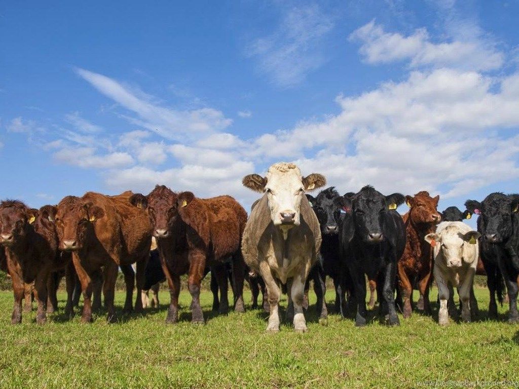 Cows: Cow Gathering Skies Herd Cows Background Image For HD 16:9