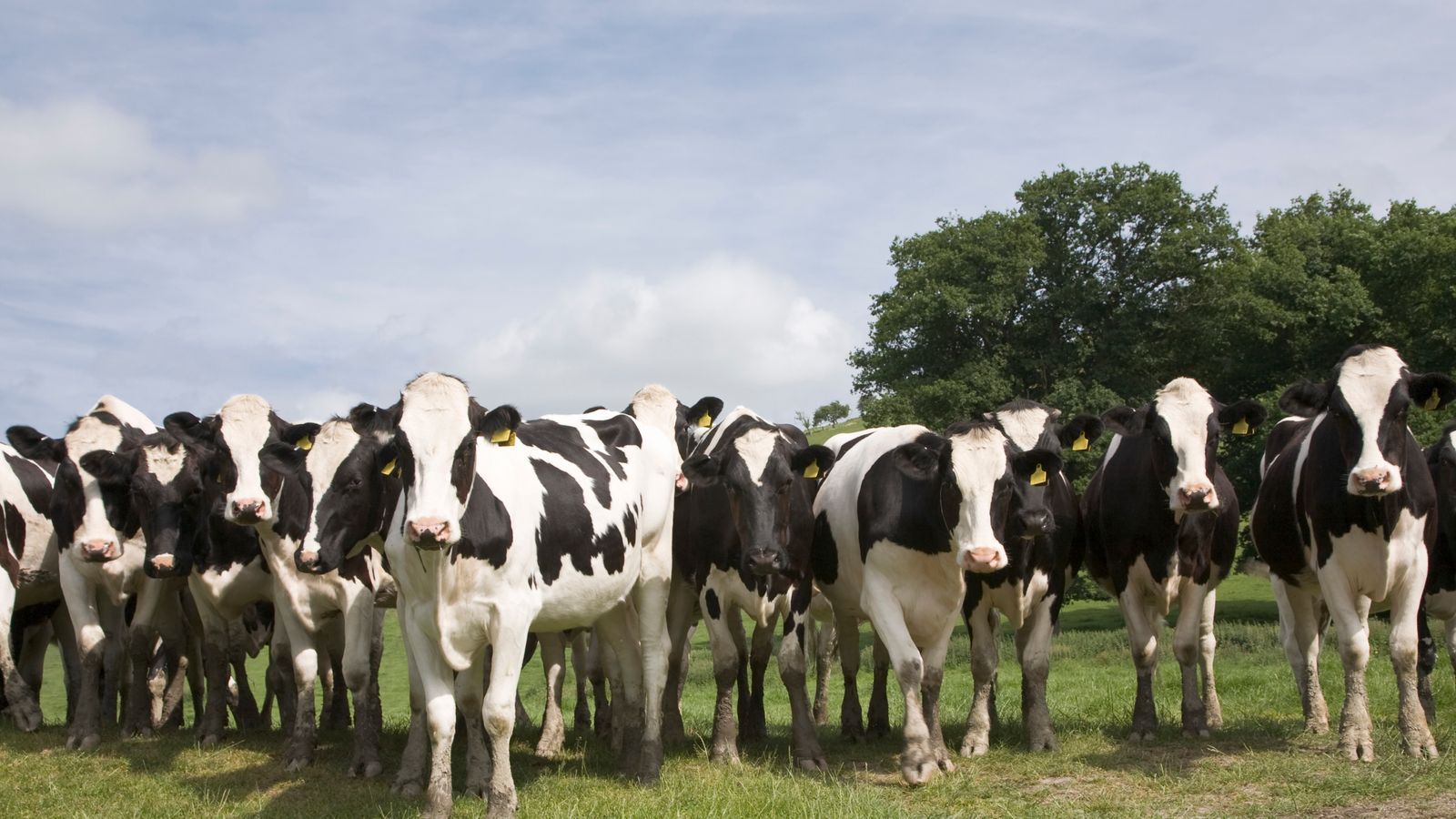 Man, dies after being attacked by herd of cows in North