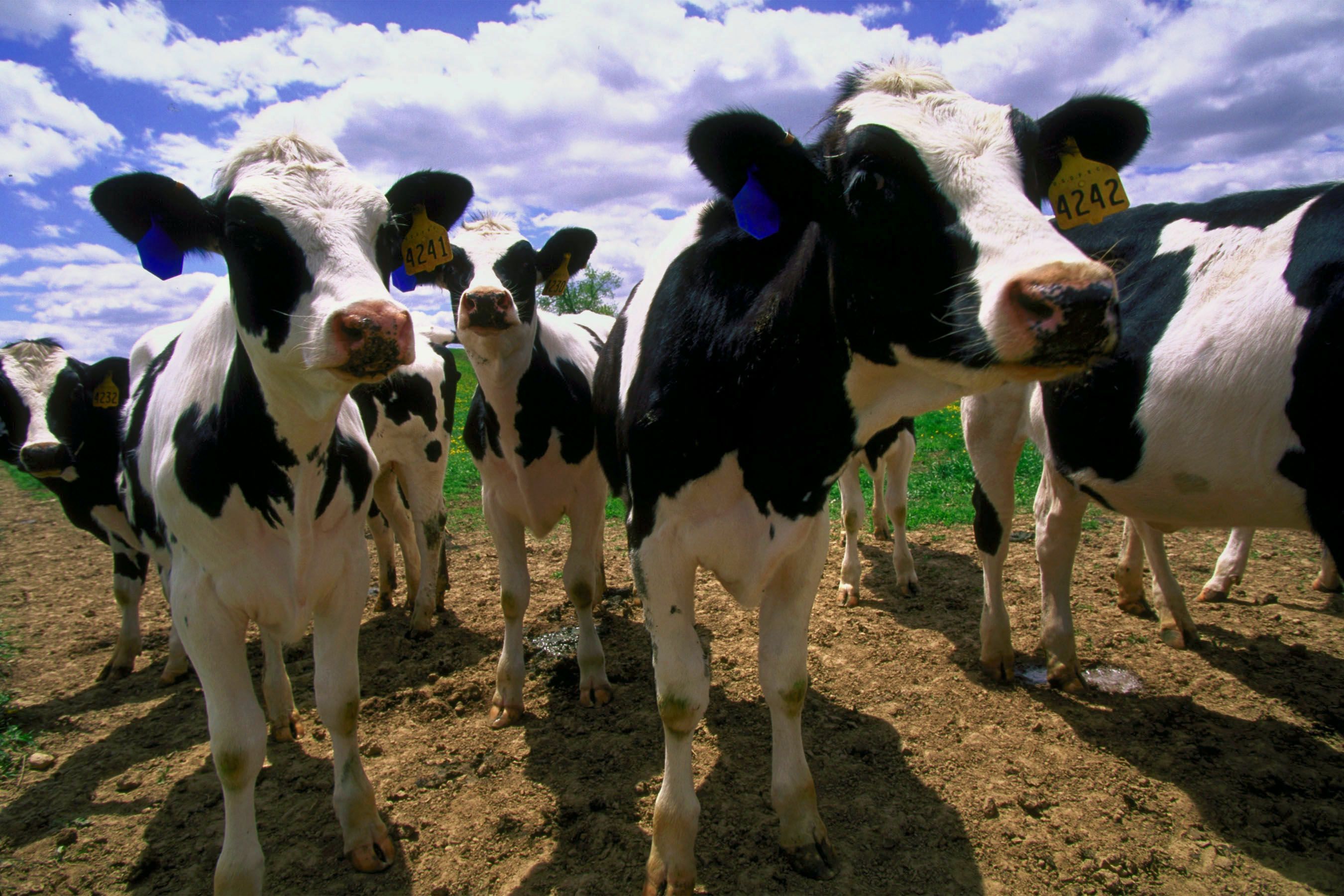 Cows and Calves. Cow, Pet owners