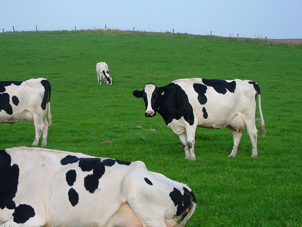 Managing The Big 3 Dairy Farm Expenses