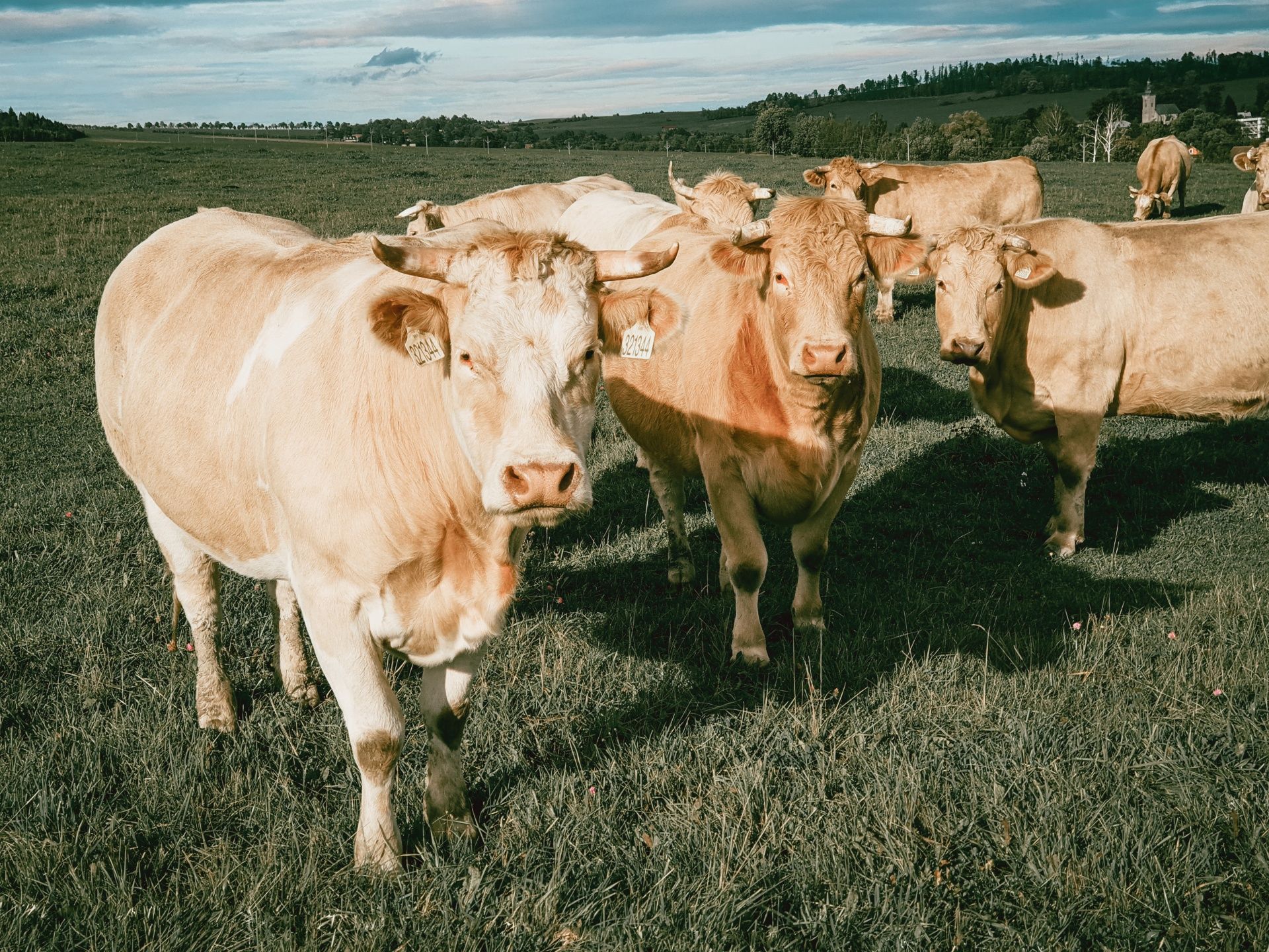 Herd Of Cows Free Domain Picture