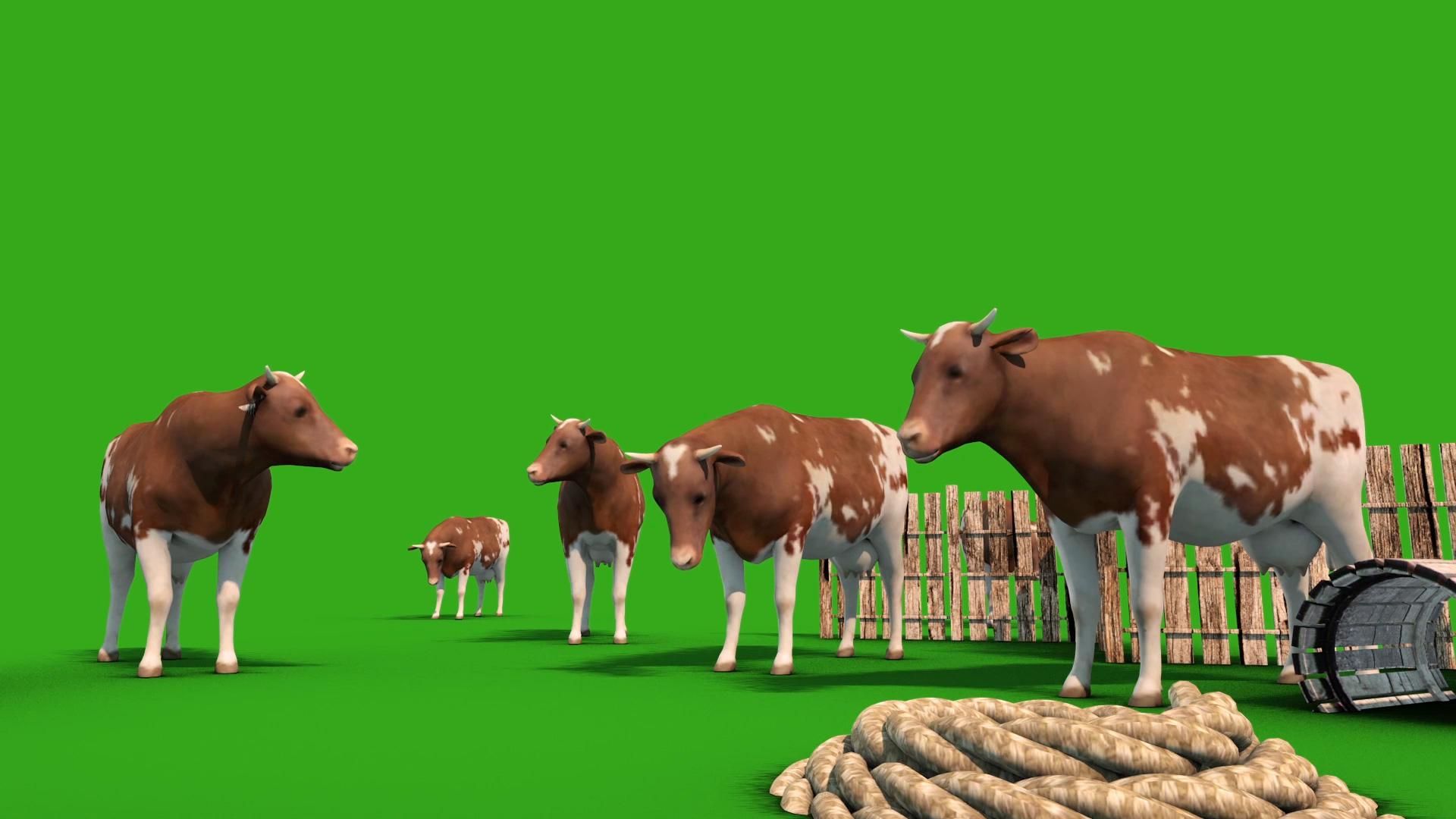 Cows, wallpaper v.1.5 jpegx1080 s, resolution