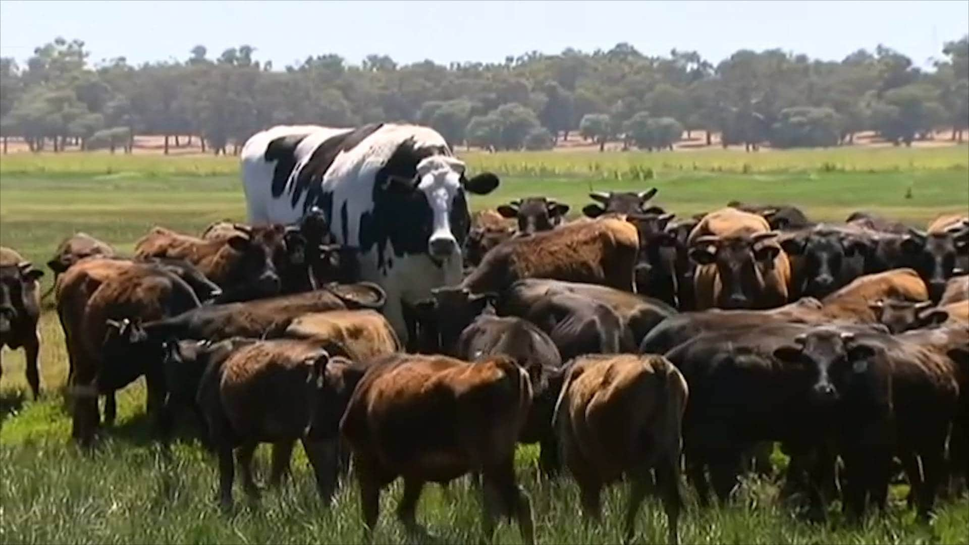 Meet Knickers, the giant cow that is neither a cow nor a giant